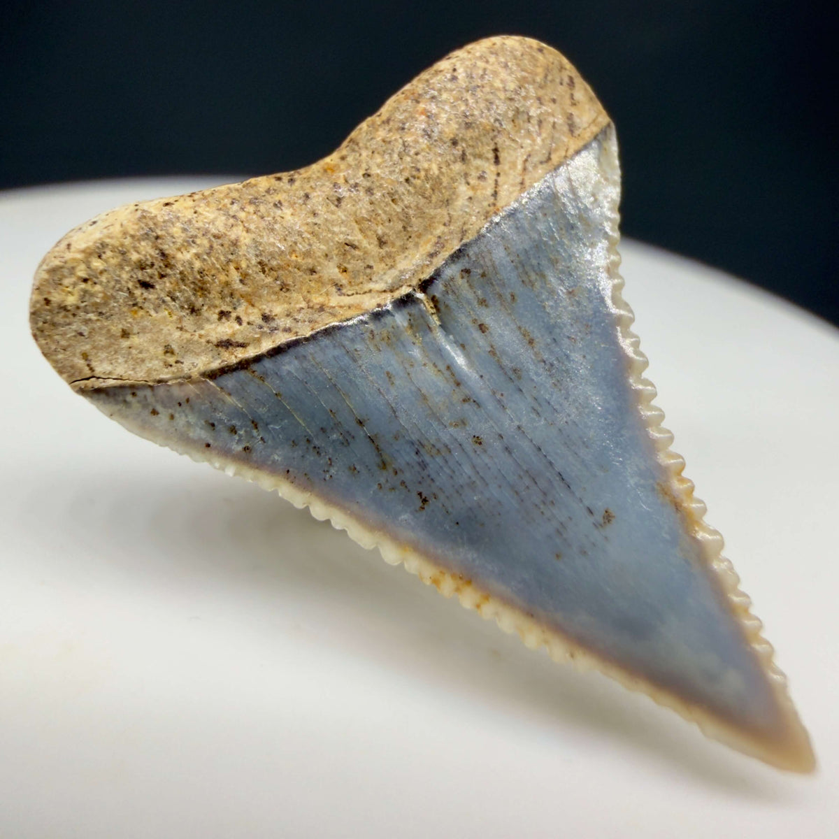 Back Left View Very colorful, sharply serrated 1.01" long Fossil Great White Tooth from the deserts of Peru megalodonteeth.com GW1374