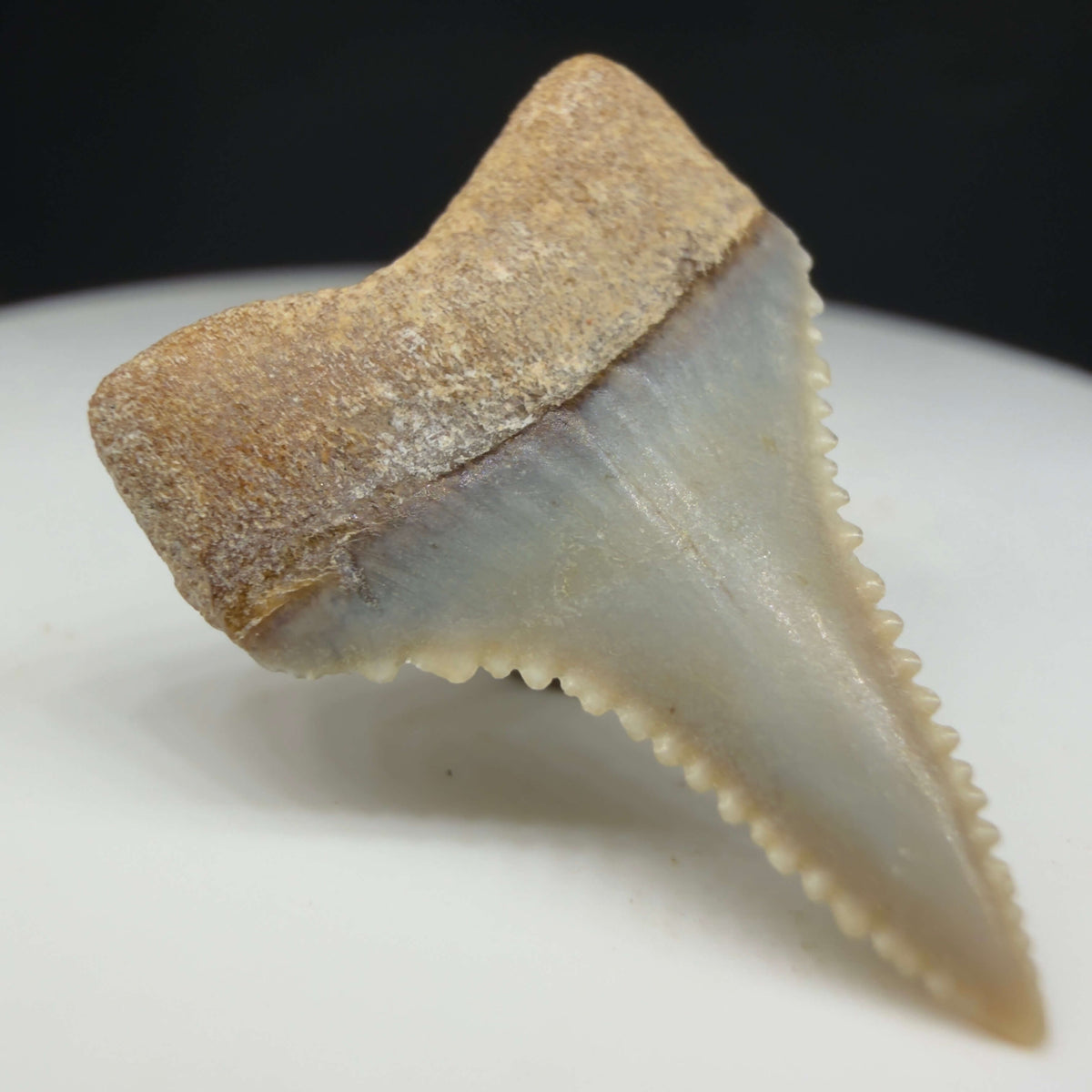 Back Left View Very colorful, sharply serrated 1.01" long Fossil Great White Tooth from the deserts of Peru megalodonteeth.com GW1375