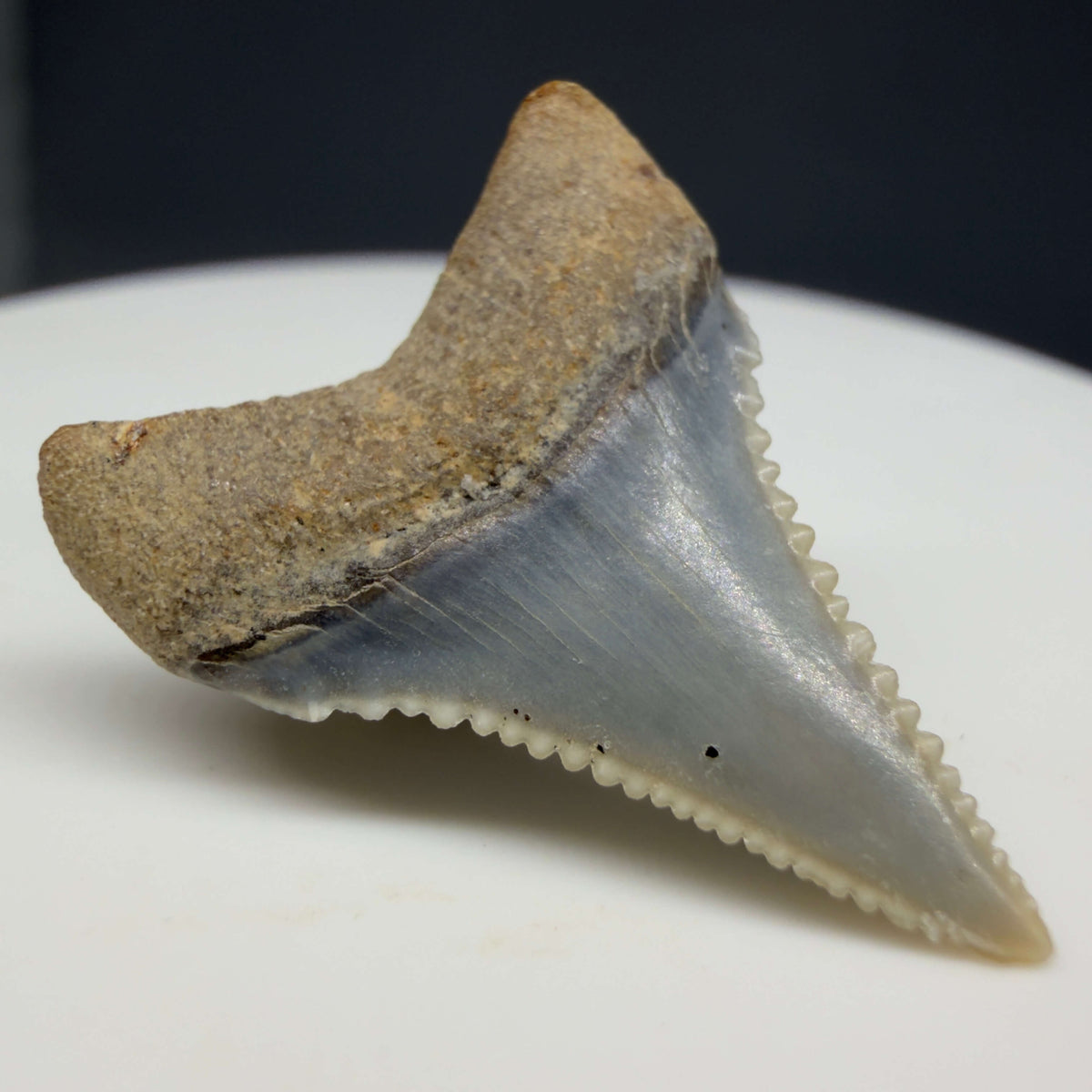Back Left View Very colorful, sharply serrated 1.02" long Fossil Great White Tooth from the deserts of Peru megalodonteeth.com GW1372