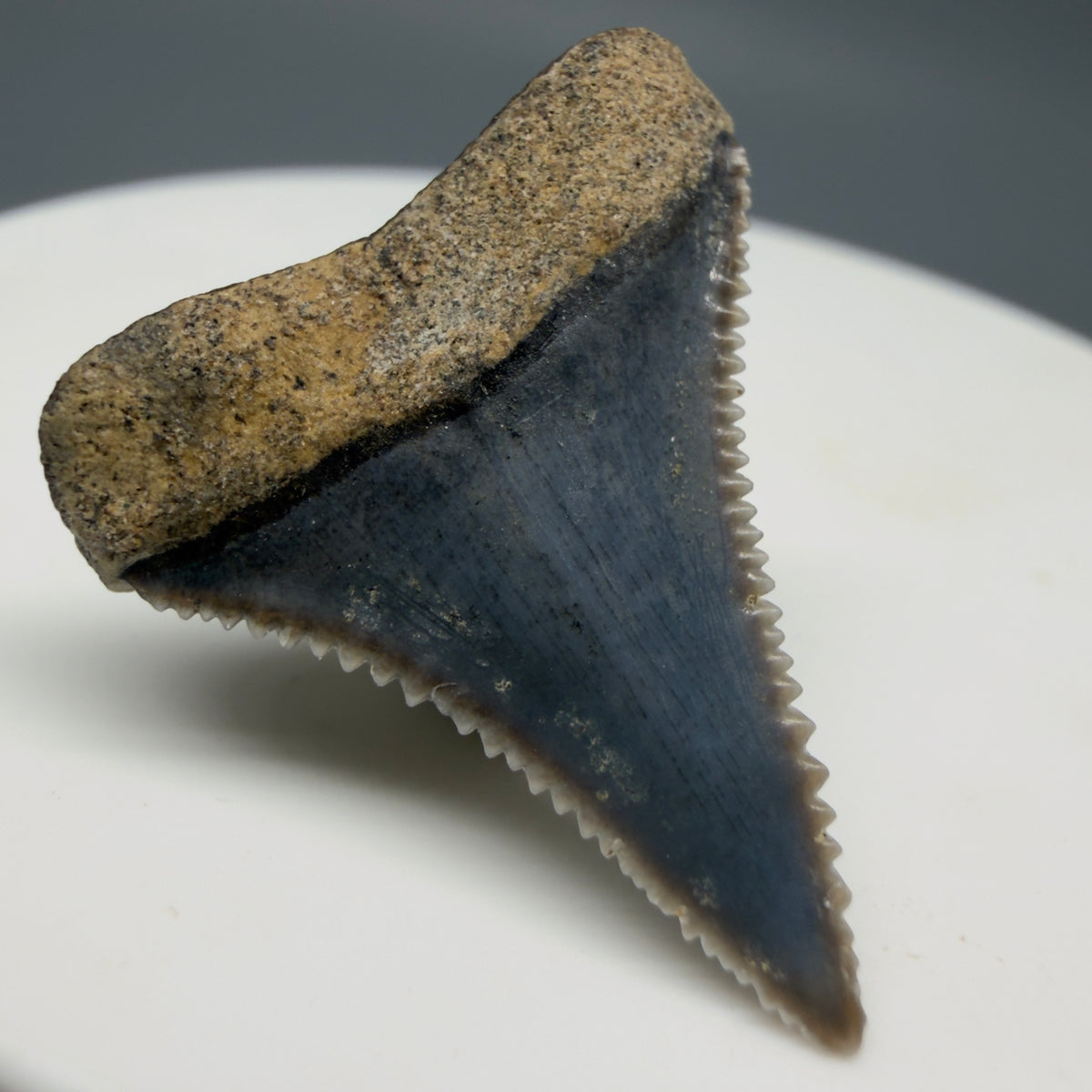 Back Left View Very colorful, sharply serrated 1.02" long Fossil Great White Tooth from the deserts of Peru megalodonteeth.com GW1392