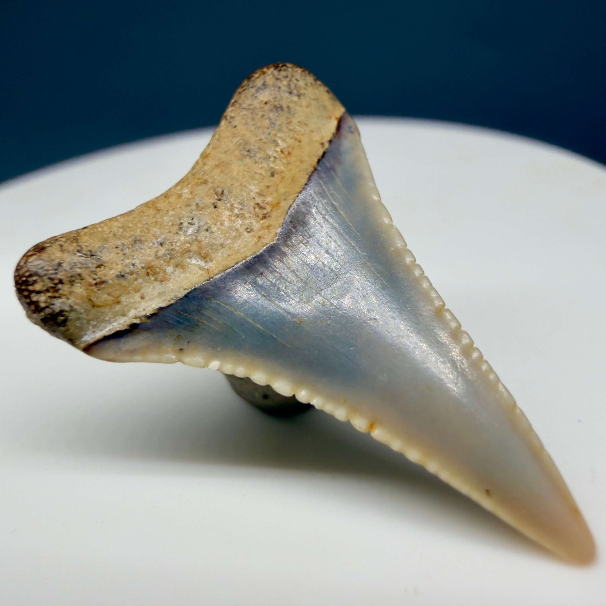 Back Left View Very colorful, sharply serrated 1.03" long Fossil Great White Tooth from the deserts of Peru GW1355