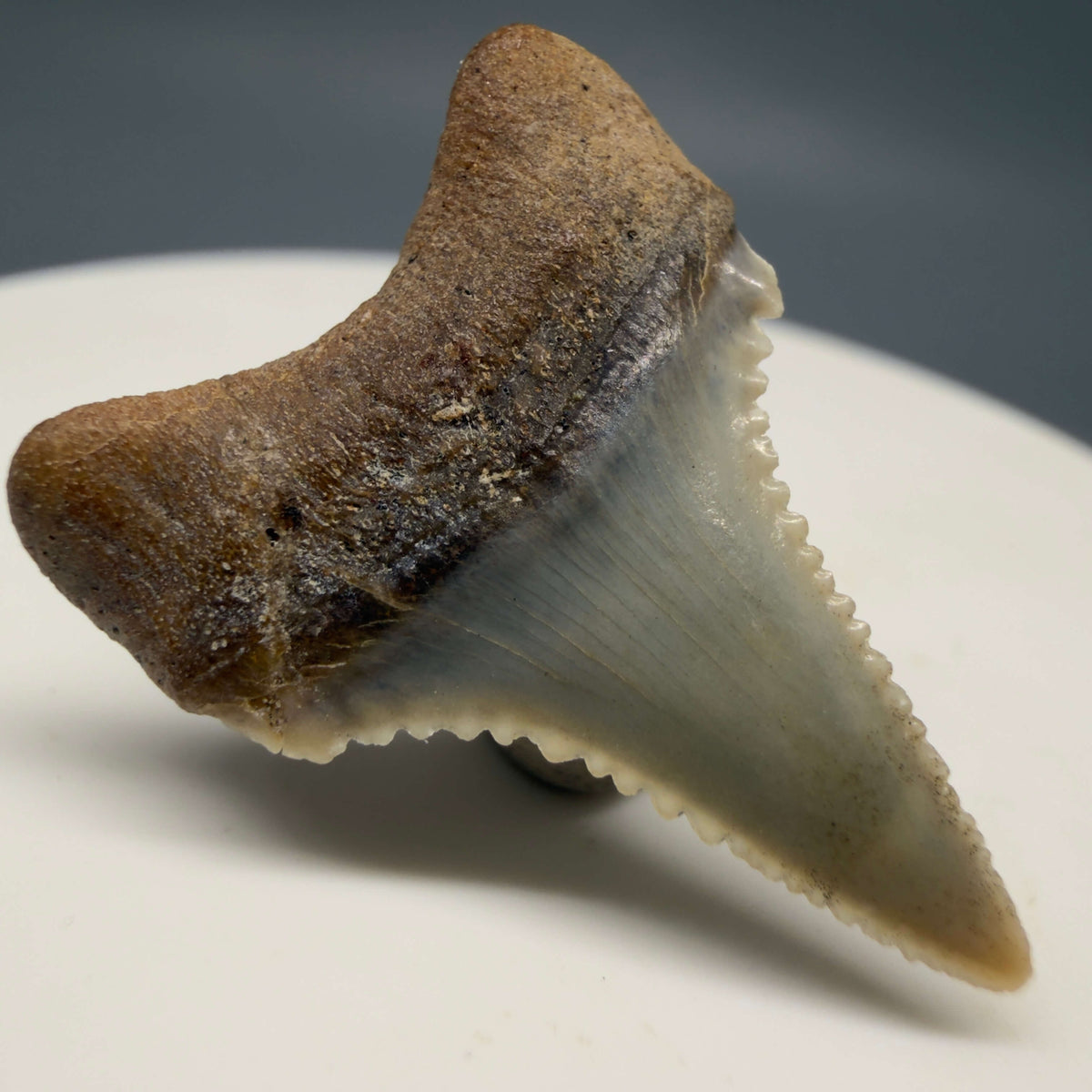 Back Left View Very colorful, sharply serrated 1.03" long Fossil Great White Tooth from the deserts of Peru megalodonteeth.com GW1393