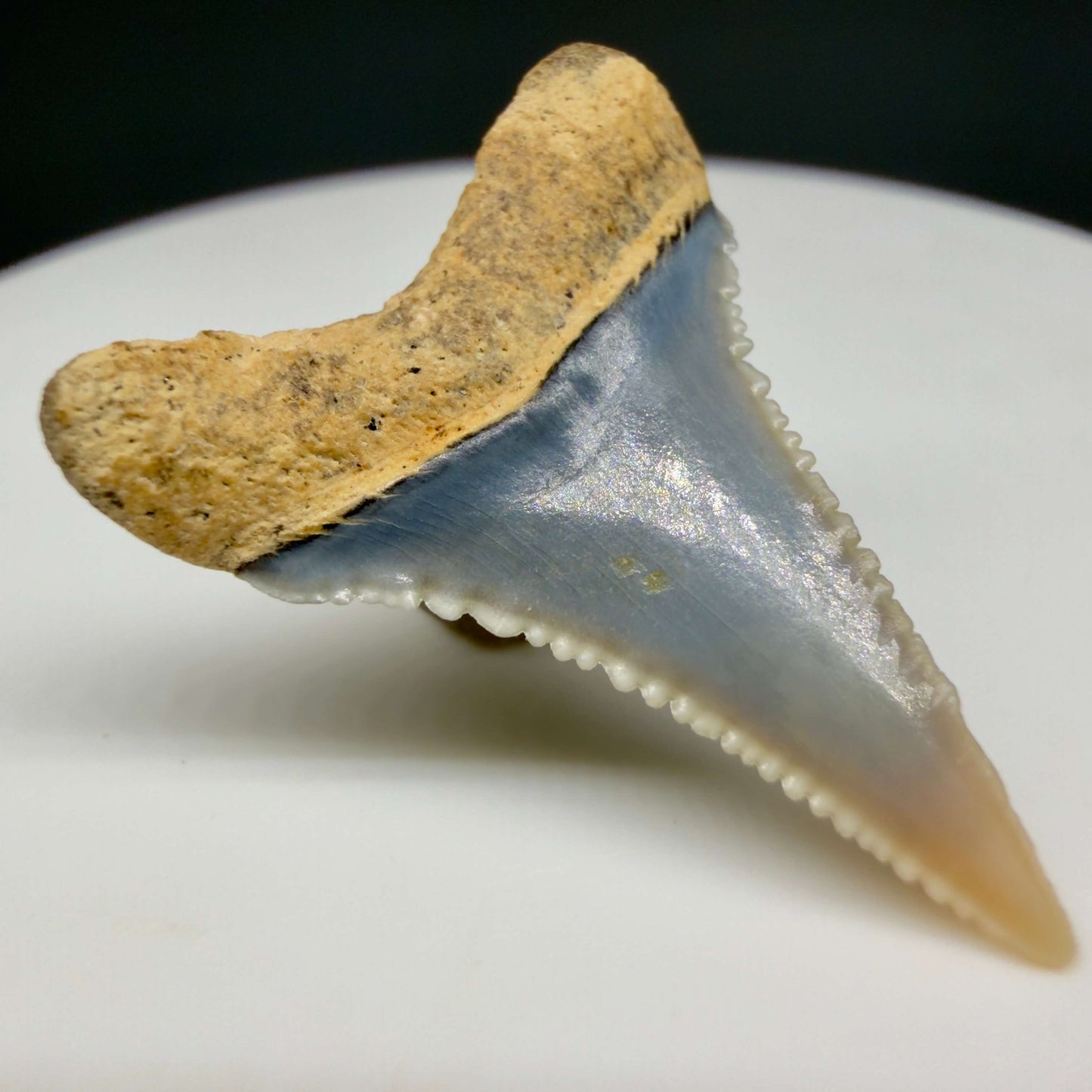 Back Left View Very colorful, sharply serrated 1.08" long Fossil Great White Tooth from the deserts of Peru GW1356