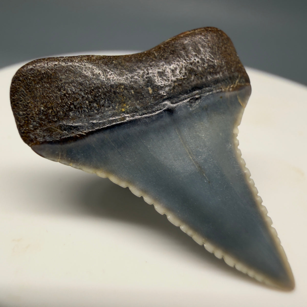 Back Left View Very colorful, sharply serrated 1.08" long Fossil Great White Tooth from the deserts of Peru megalodonteeth.com GW1394