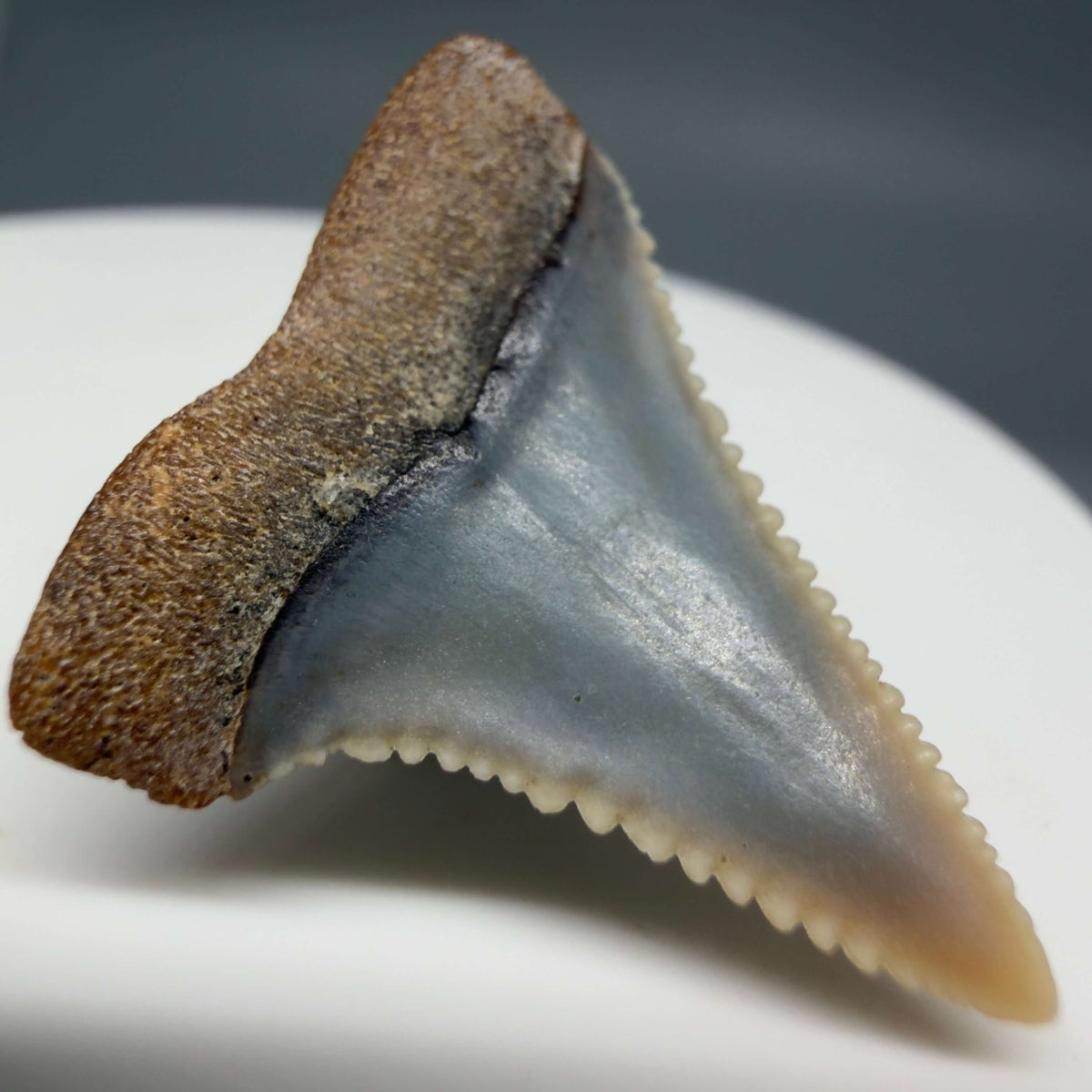 Back Left View Very colorful, sharply serrated 1.09" long Fossil Great White Tooth from the deserts of Peru megalodonteeth.com GW1373