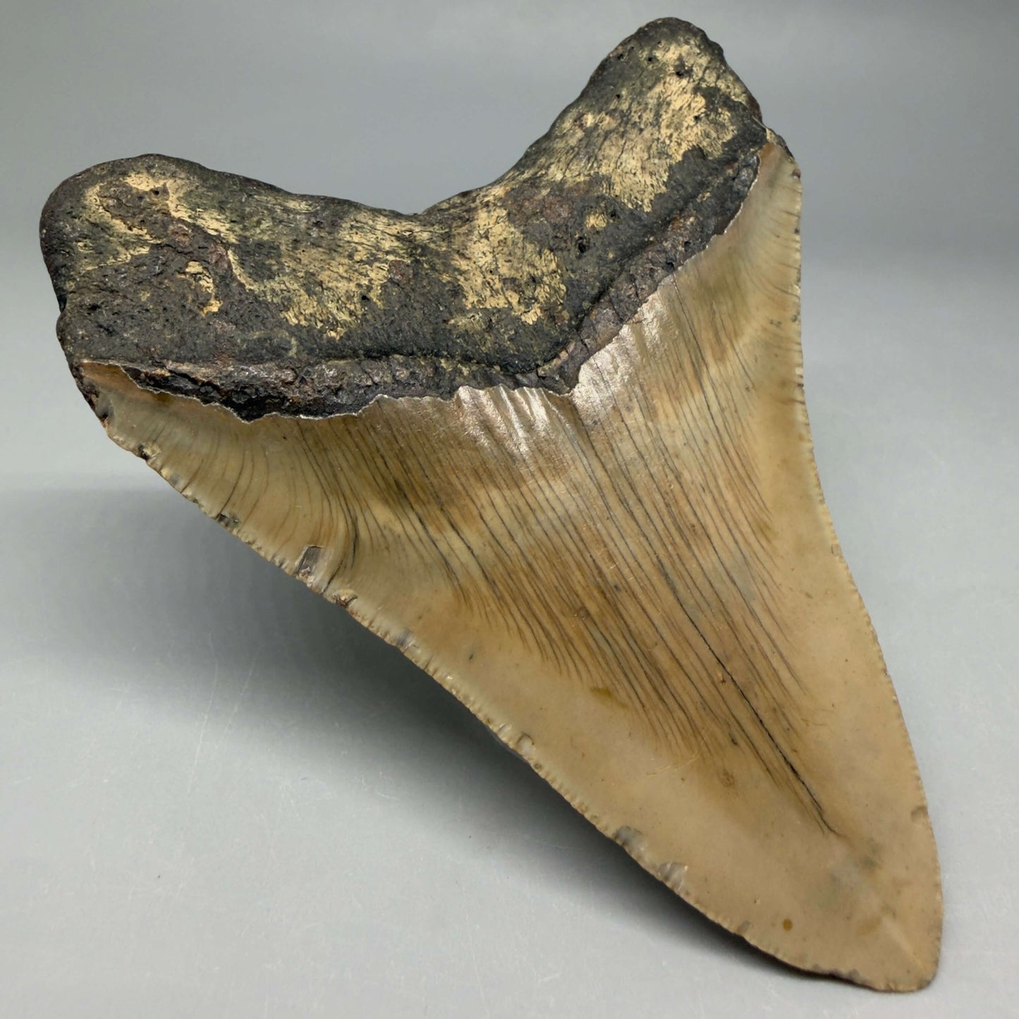 Back Left view Colorful 4.10" Authentic Megalodon Tooth – North Carolina Fossil | Carcharocles megalodon CM6469