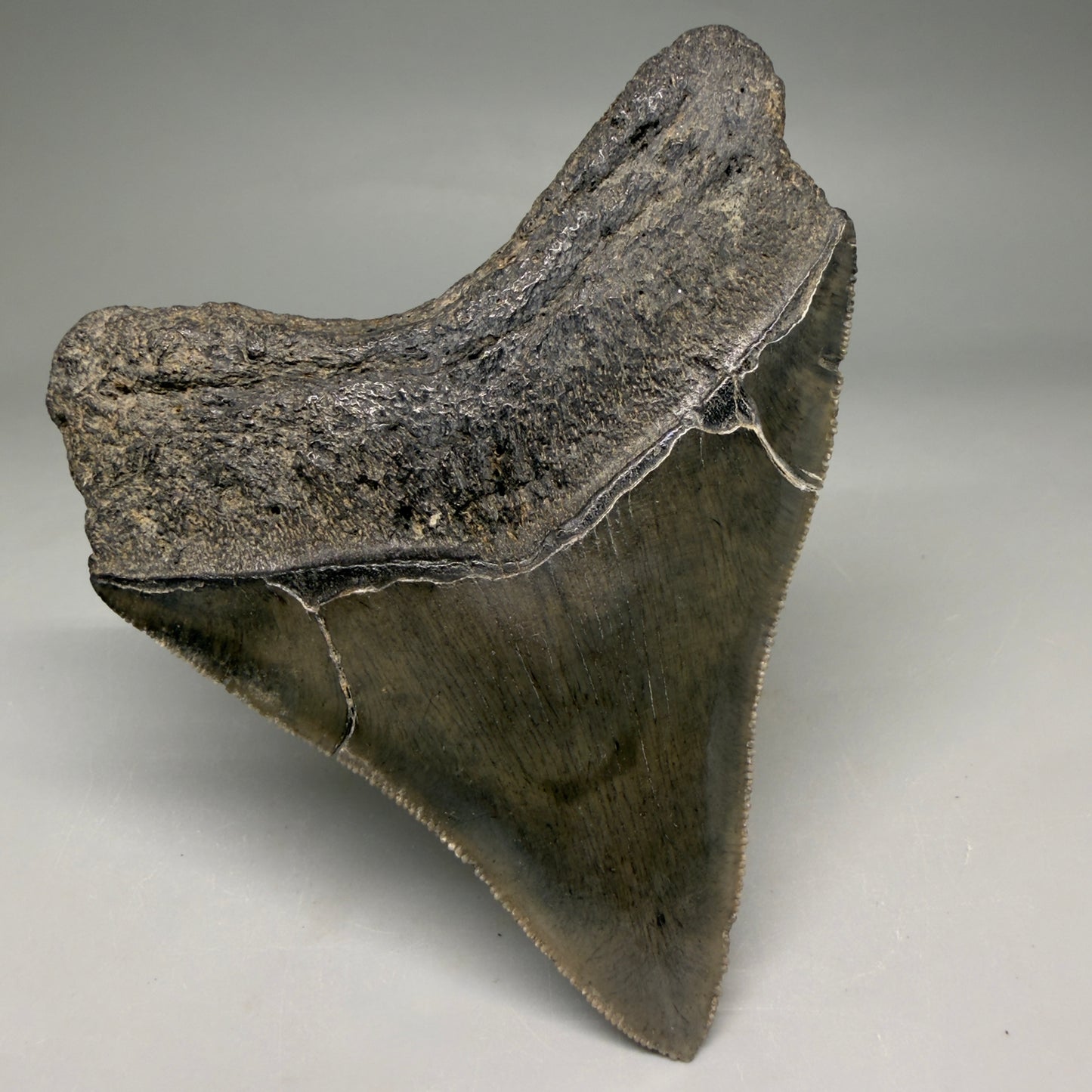 Back Left view Colorful lateral, sharply serrated 3.86" Fossil Megalodon Tooth from South Carolina megalodonteeth.com CM6572 