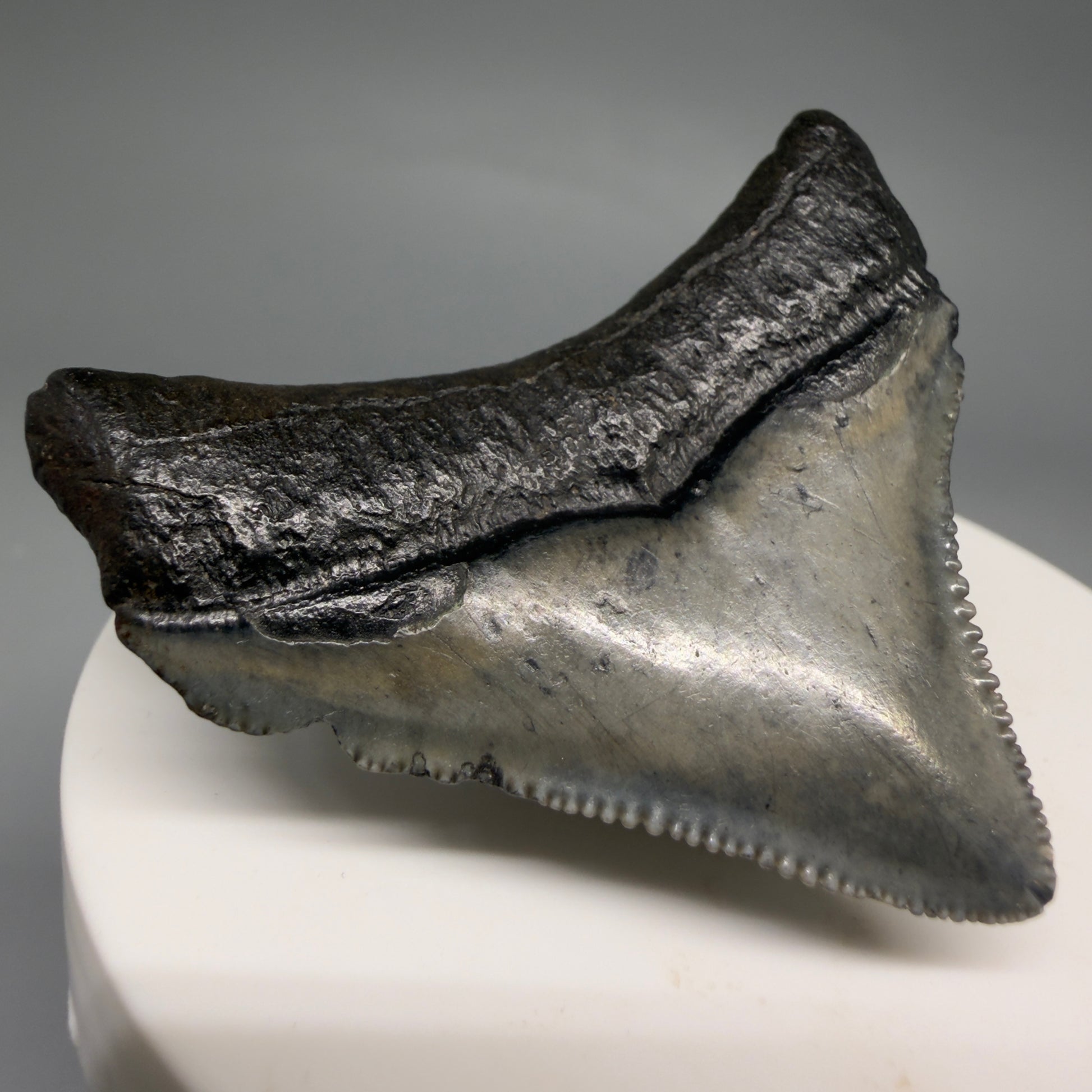 Back Leftt View Posterior, sharply serrated 1.87" Fossil Megalodon Tooth – South Carolina River Find | Authentic megalodonteeth.com CM6545