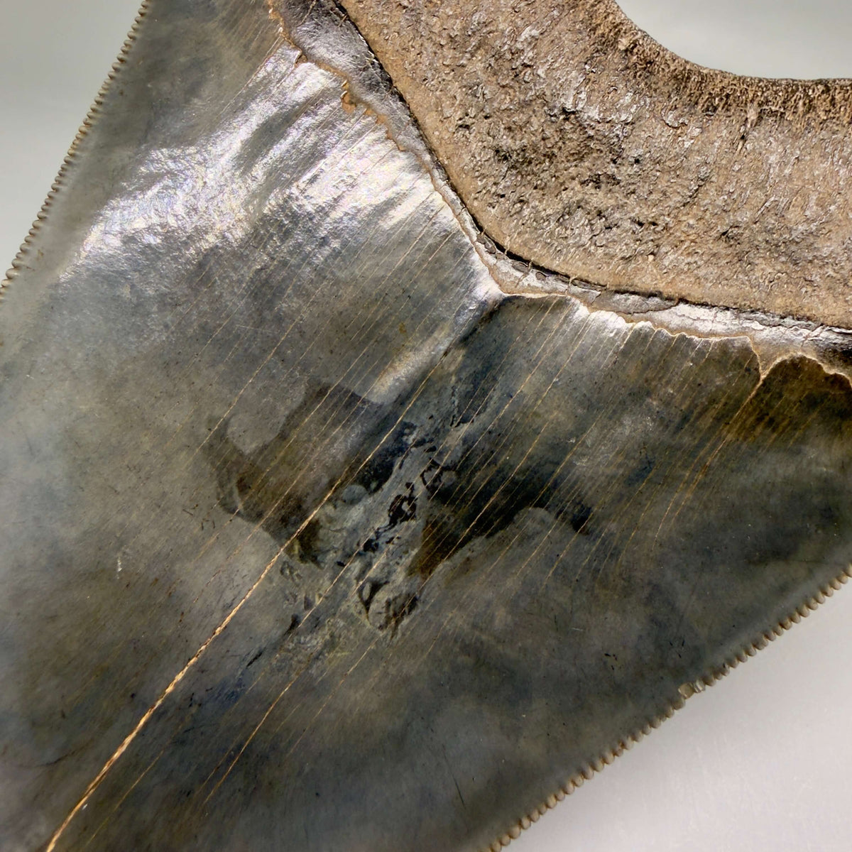Back Print Detail View Collector's Quality, heart-shaped 5.30" Fossil Megalodon Tooth - South Carolina megalodonteeth.com CM6705