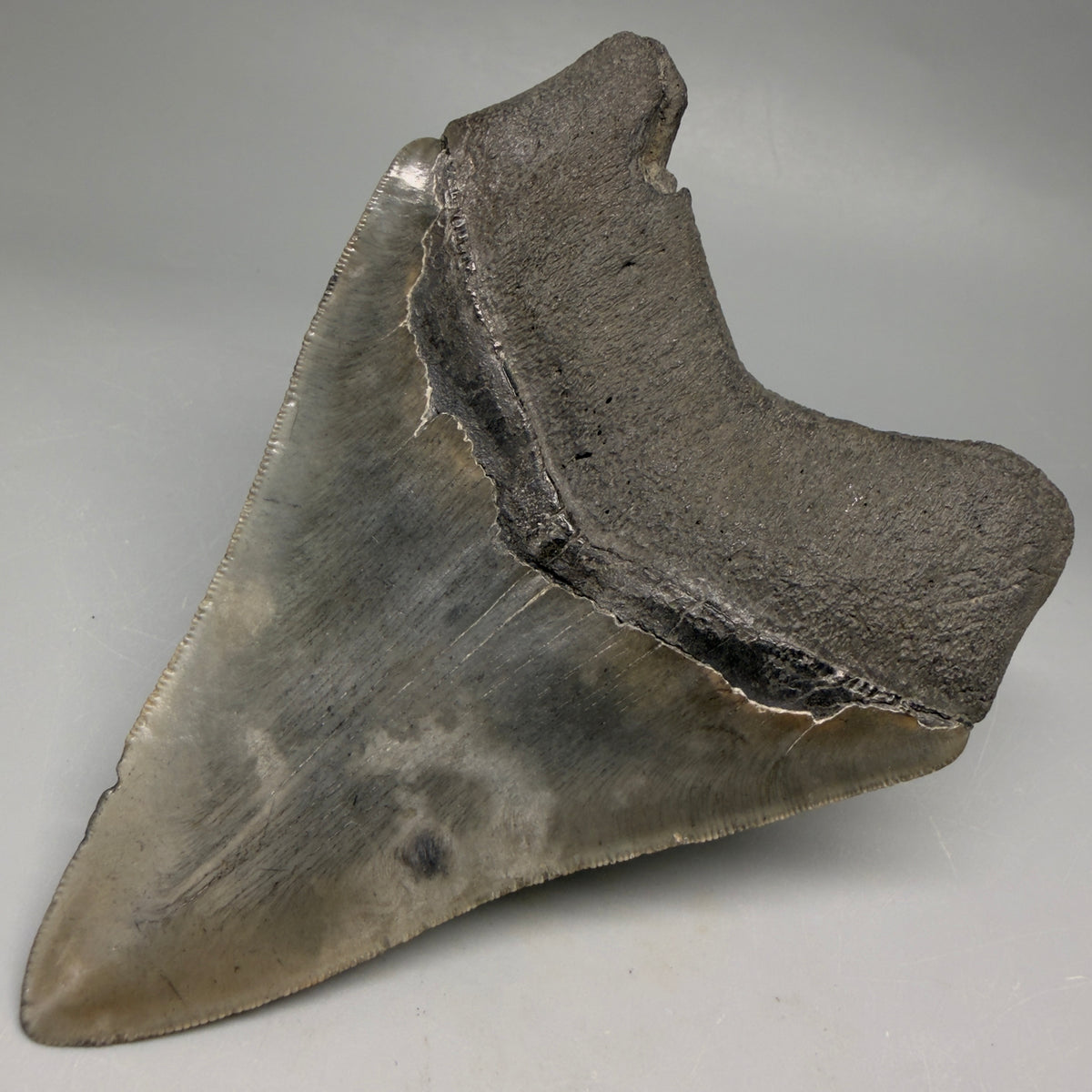 Back Right Right View Very colorful 4.77" Megalodon Tooth from South Carolina megalodonteeth.com CM6594