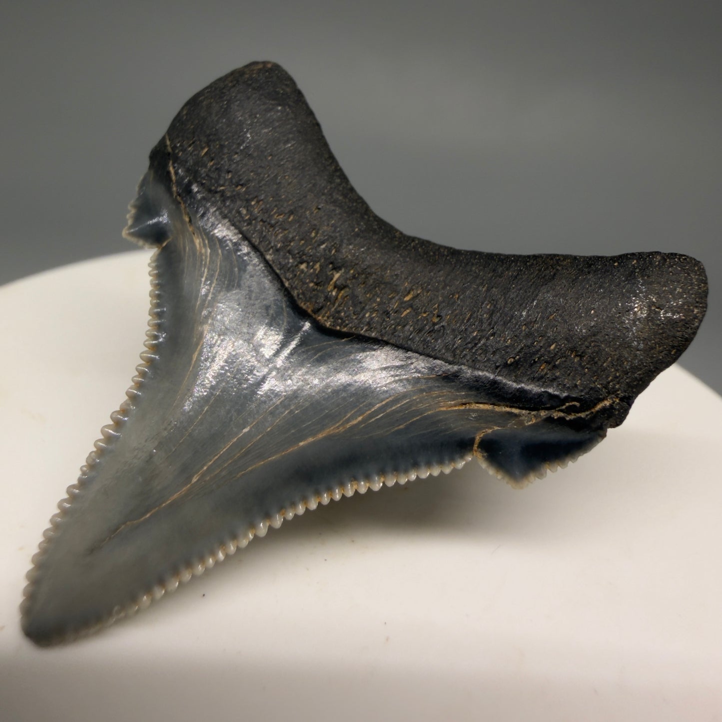 Back Right View 1.57" Serrated Fossil Carcharocles angustidens Shark Tooth from South Carolina AN467