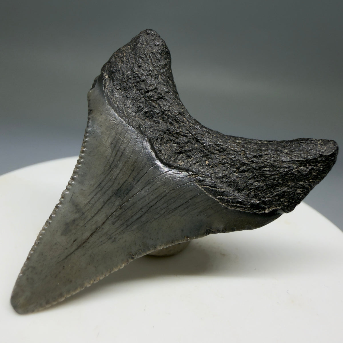 Back Right View 1.71" Colorful Fossil Megalodon Tooth – South Carolina River Find | Authentic Megalodon Tooth megalodonteeth.com CM6779