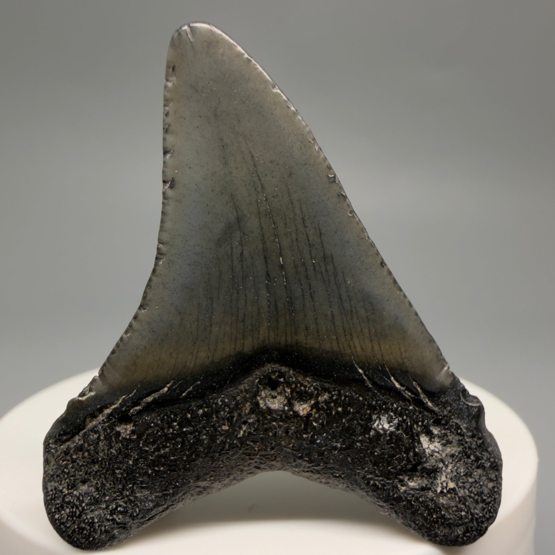 Back Right View 1.89" Colorful Fossil Megalodon Tooth – South Carolina River Find | Authentic CM6480