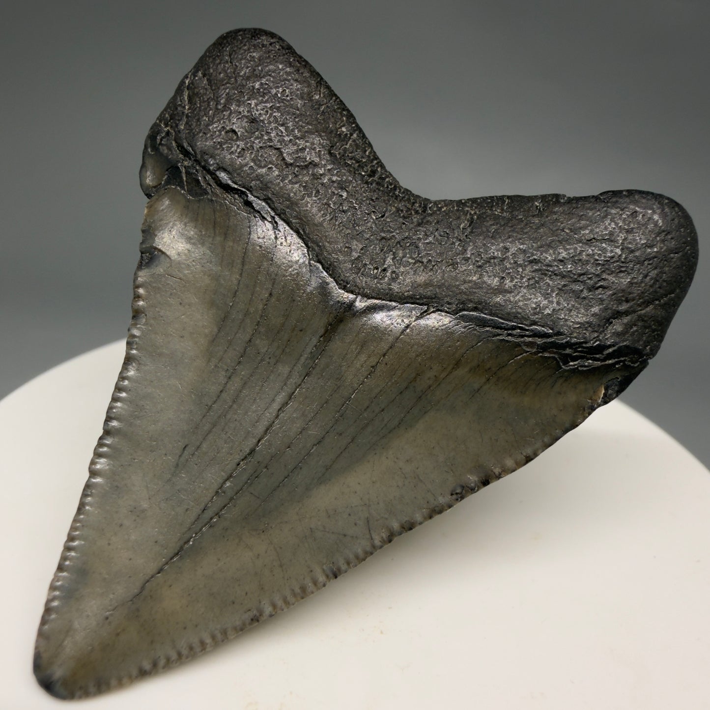 Back Right View 2.03" Colorful Fossil Megalodon Tooth – South Carolina River Find | Authentic Megalodon Tooth megalodonteeth.com CM6542