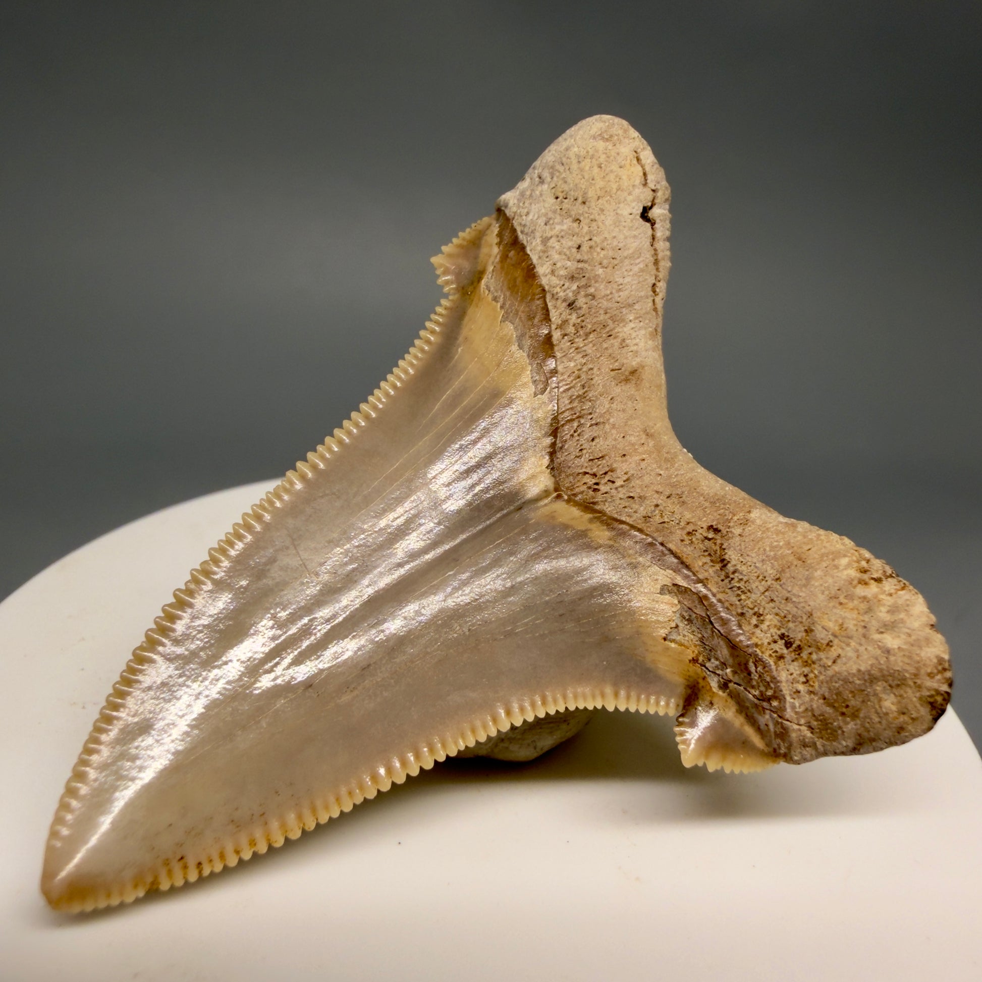 Back Right View 2.17" Fossil Carcharocles angustidens Shark Tooth from Charleston, South Carolina AN741 