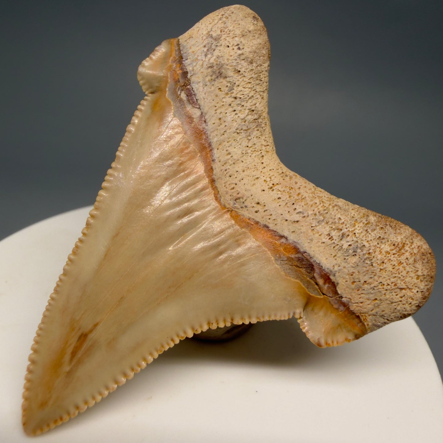 Back Right View 2.19" Fossil Carcharocles angustidens Shark Tooth from Summerville, South Carolina AN473