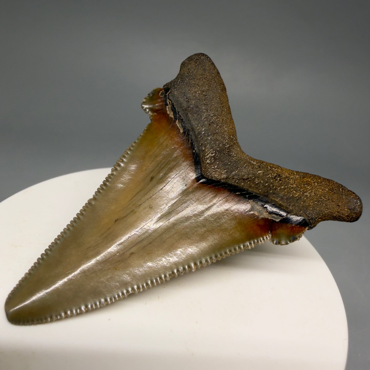 Back Right View 2.31" Serrated Fossil Carcharocles angustidens Shark Tooth from South Carolina AN470