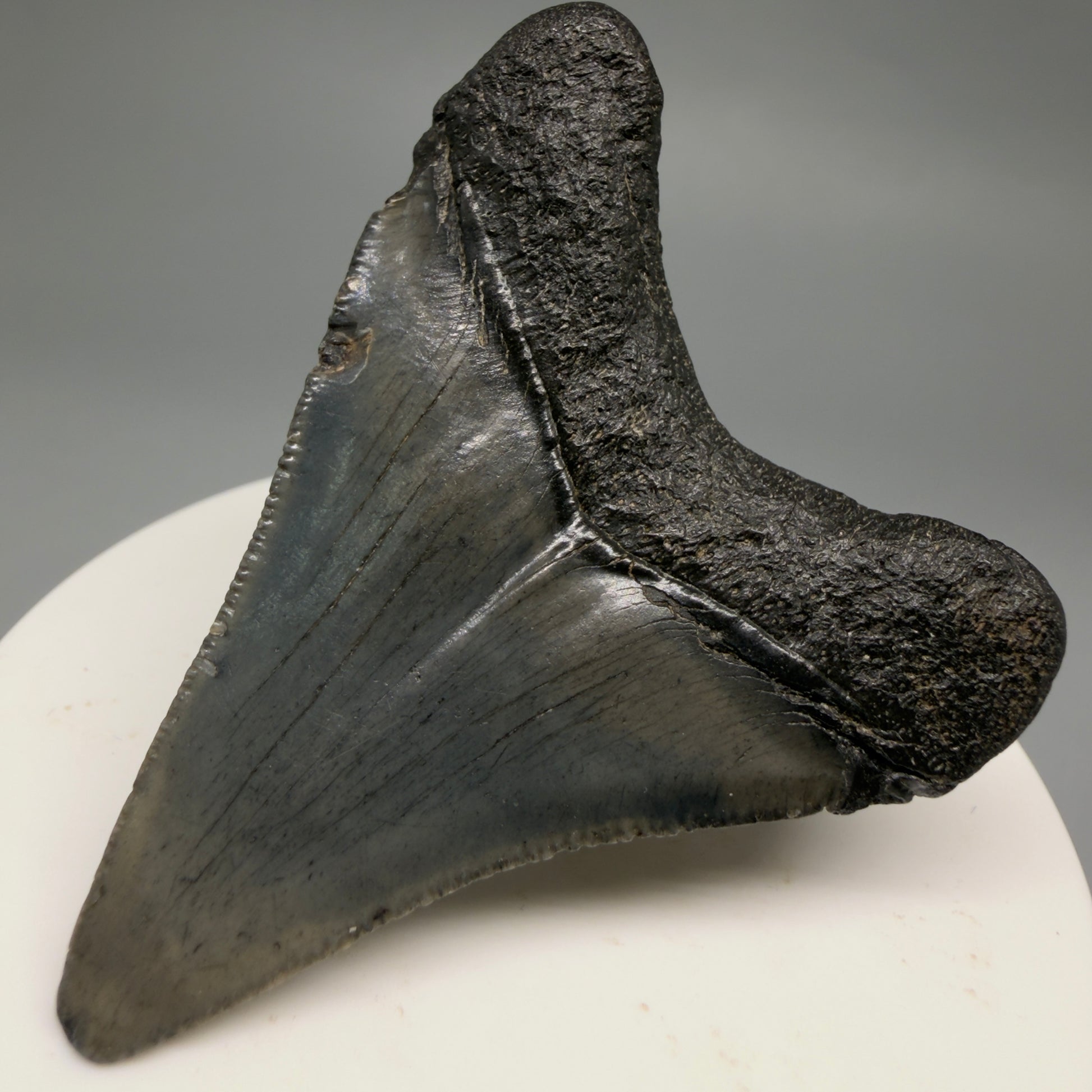Back Right View 2.34" Colorful Fossil Megalodon Tooth – South Carolina River Find | Authentic CM6483