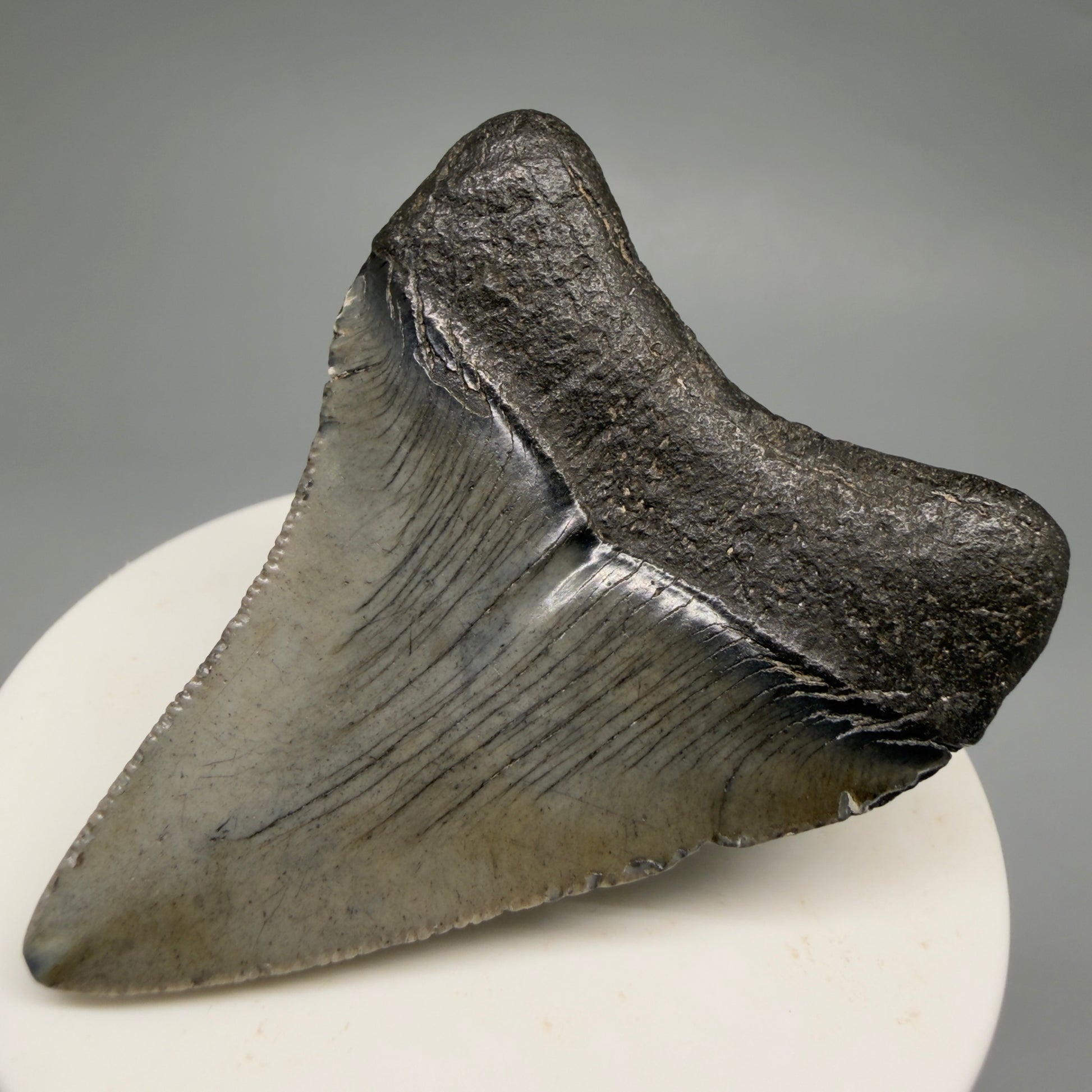Back Right View 2.39" Colorful Fossil Megalodon Tooth – South Carolina River Find | Authentic CM6484