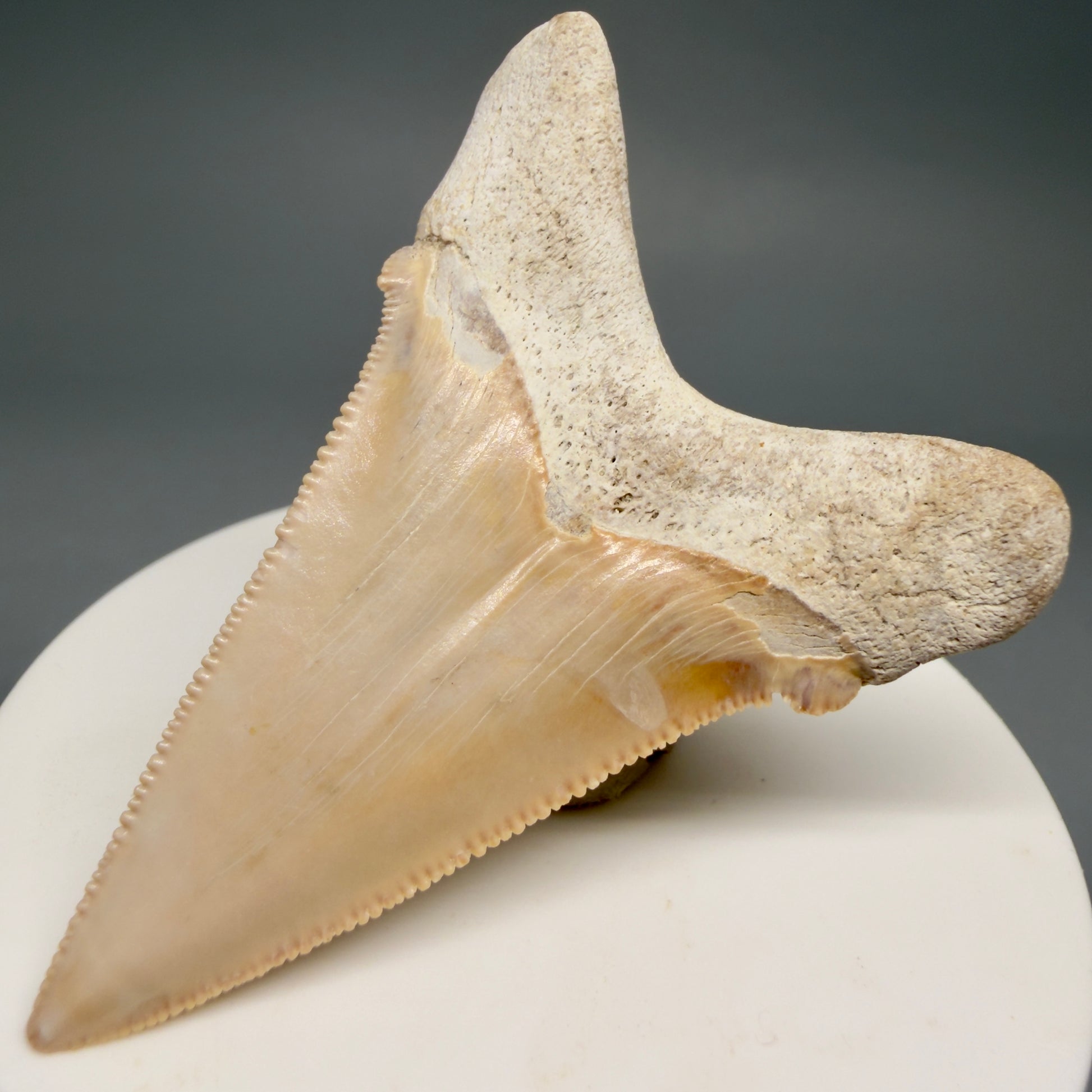 Back Right View 2.41" Fossil Carcharocles angustidens Shark Tooth from Summerville, South Carolina AN474