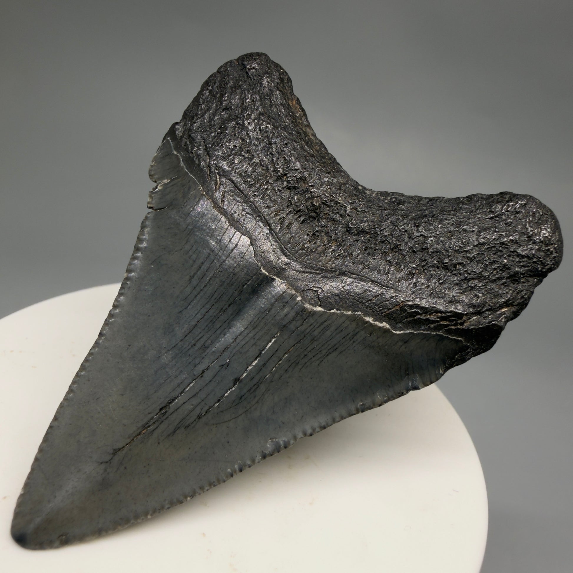 Back Right View 2.50" Colorful Fossil Megalodon Tooth – South Carolina River Find | Authentic CM6486