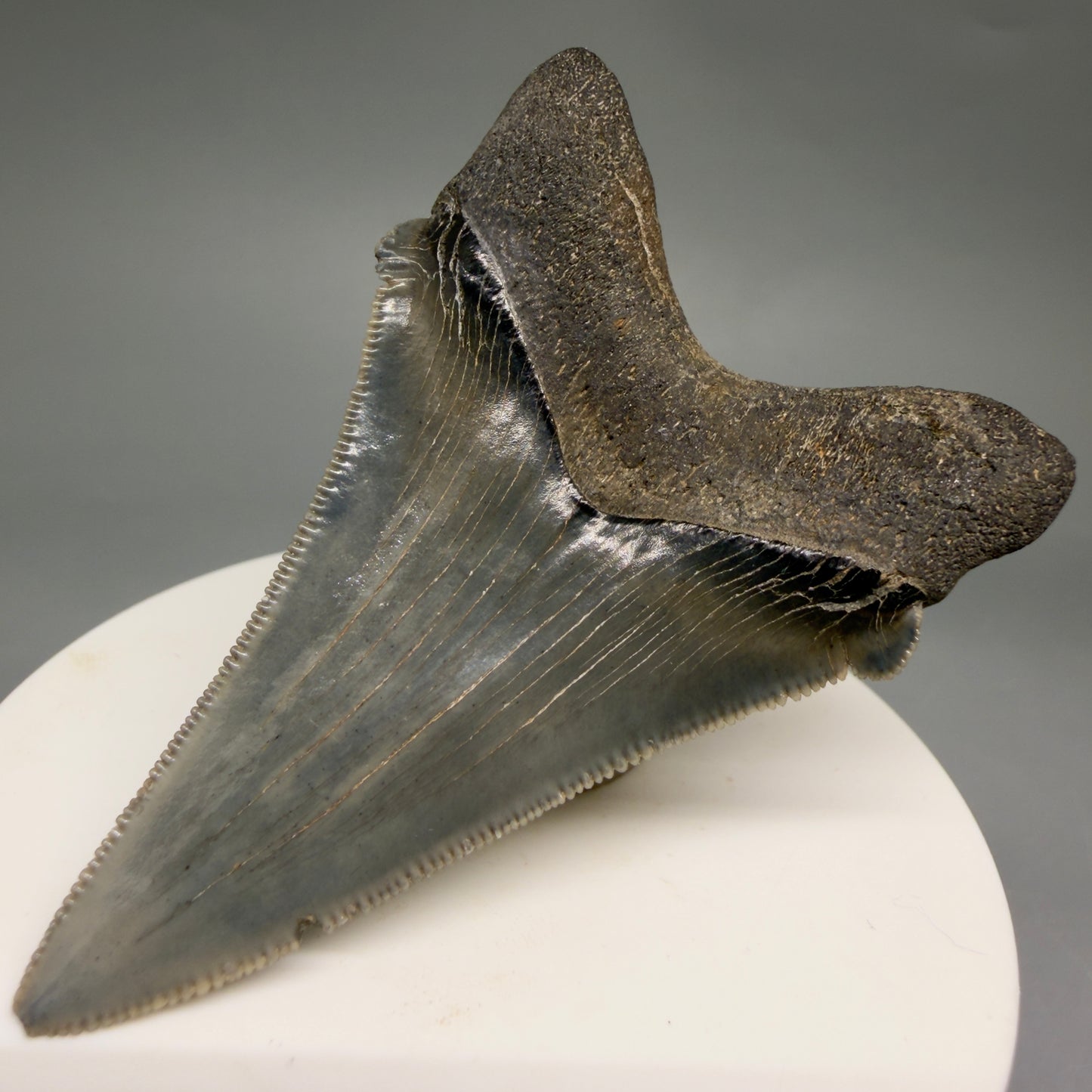 Back Right View 2.52" Serrated Fossil Carcharocles angustidens Shark Tooth from South Carolina AN469