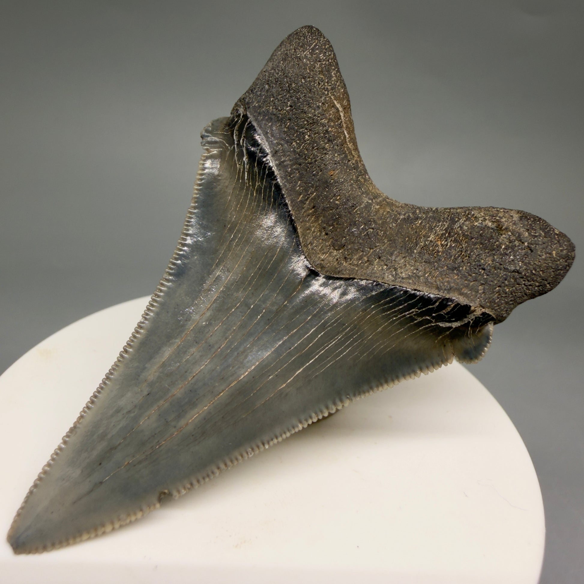Back Right View 2.52" Serrated Fossil Carcharocles angustidens Shark Tooth from South Carolina AN469