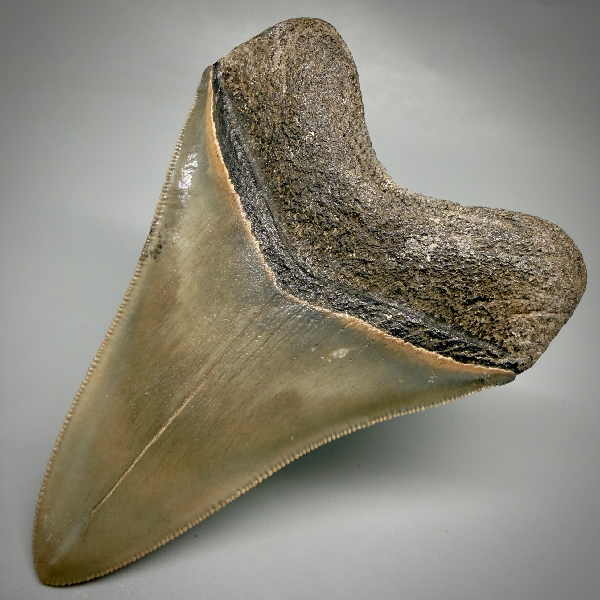 Back Right View 4.21" Fossil Megalodon Shark Tooth - Georgia - Heart-shaped sharply serrated - Collector's Quality megalodonteeth.com CM6530