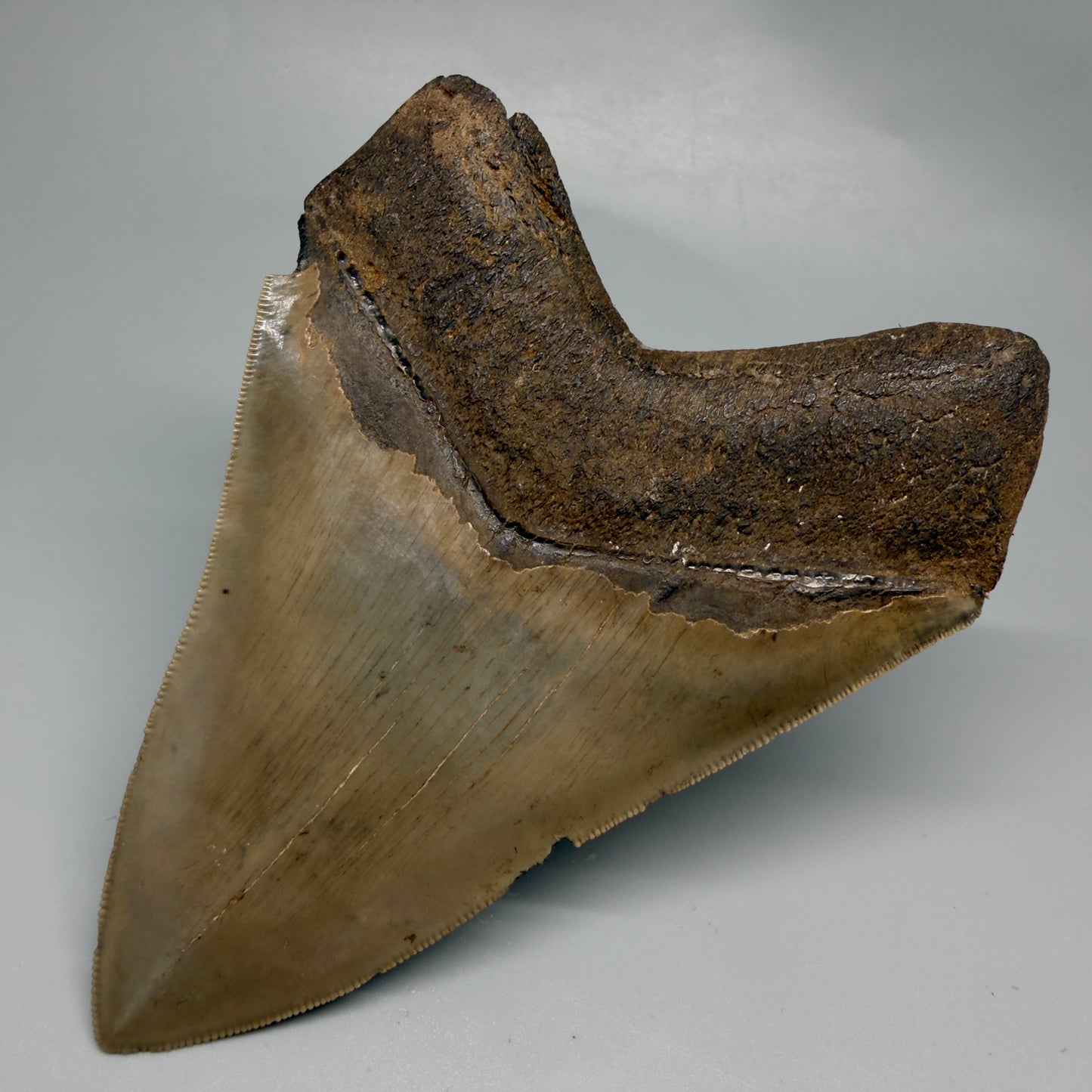 Back Right View 4.74" Fossil Megalodon Shark Tooth - Georgia - Heart-shaped sharply serrated - Collector's Quality megalodonteeth.com CM6533