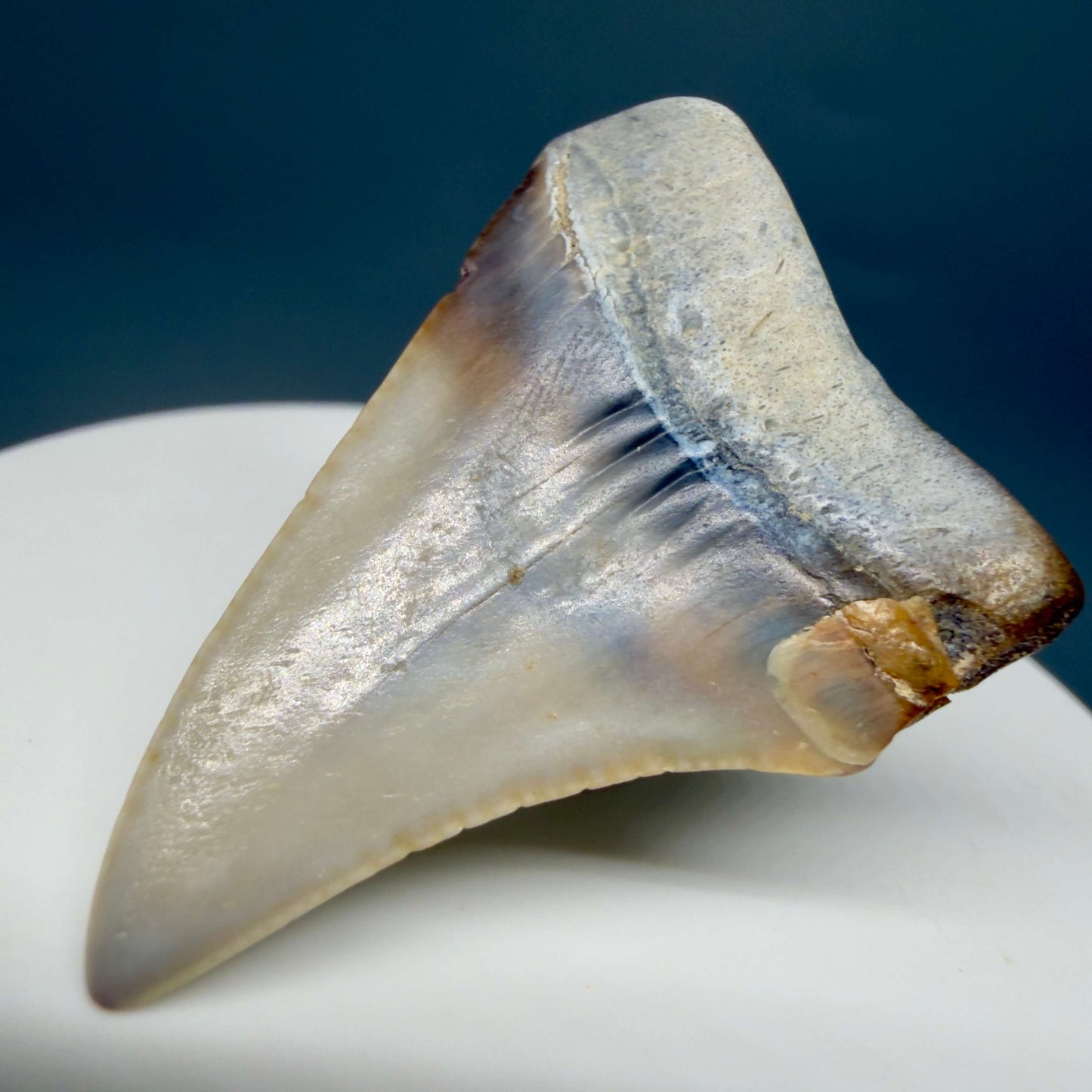 Back Right View Affordable, colorful 1.64" long Fossil Great White Tooth from the deserts of Peru GW1358