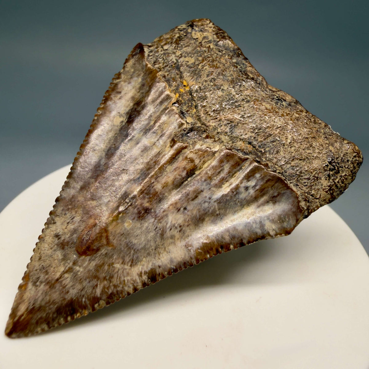 Back Right View Amazing colors and prints, sharply serrated 2.35" Fossil Great White Shark Tooth - Indonesia megalodonteeth.com GW1406