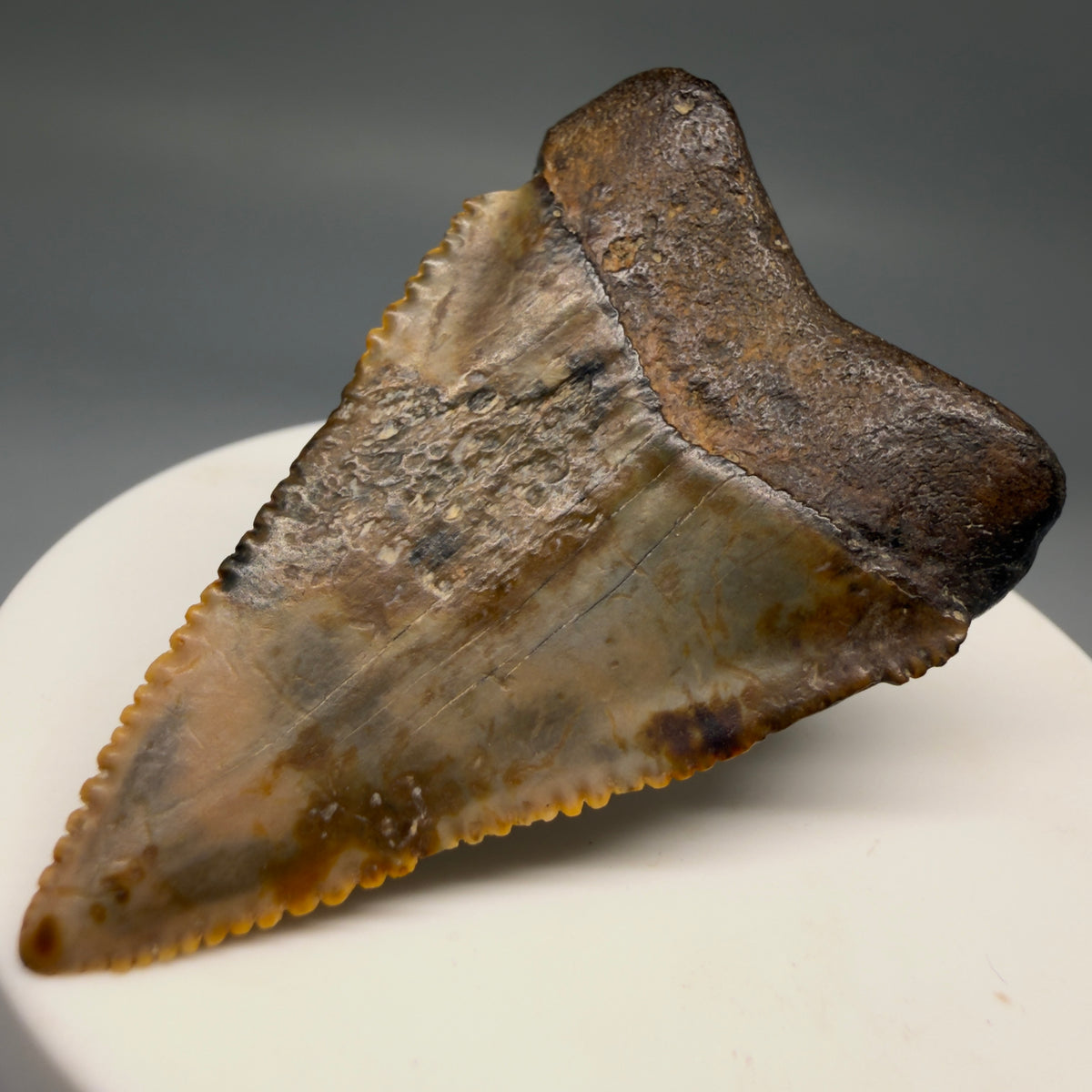 Back Right View Amazing colors and prints, sharply serrated, collector's quality 2.10" Fossil Great White Shark Tooth - Indonesia megalodonteeth.com GW1405