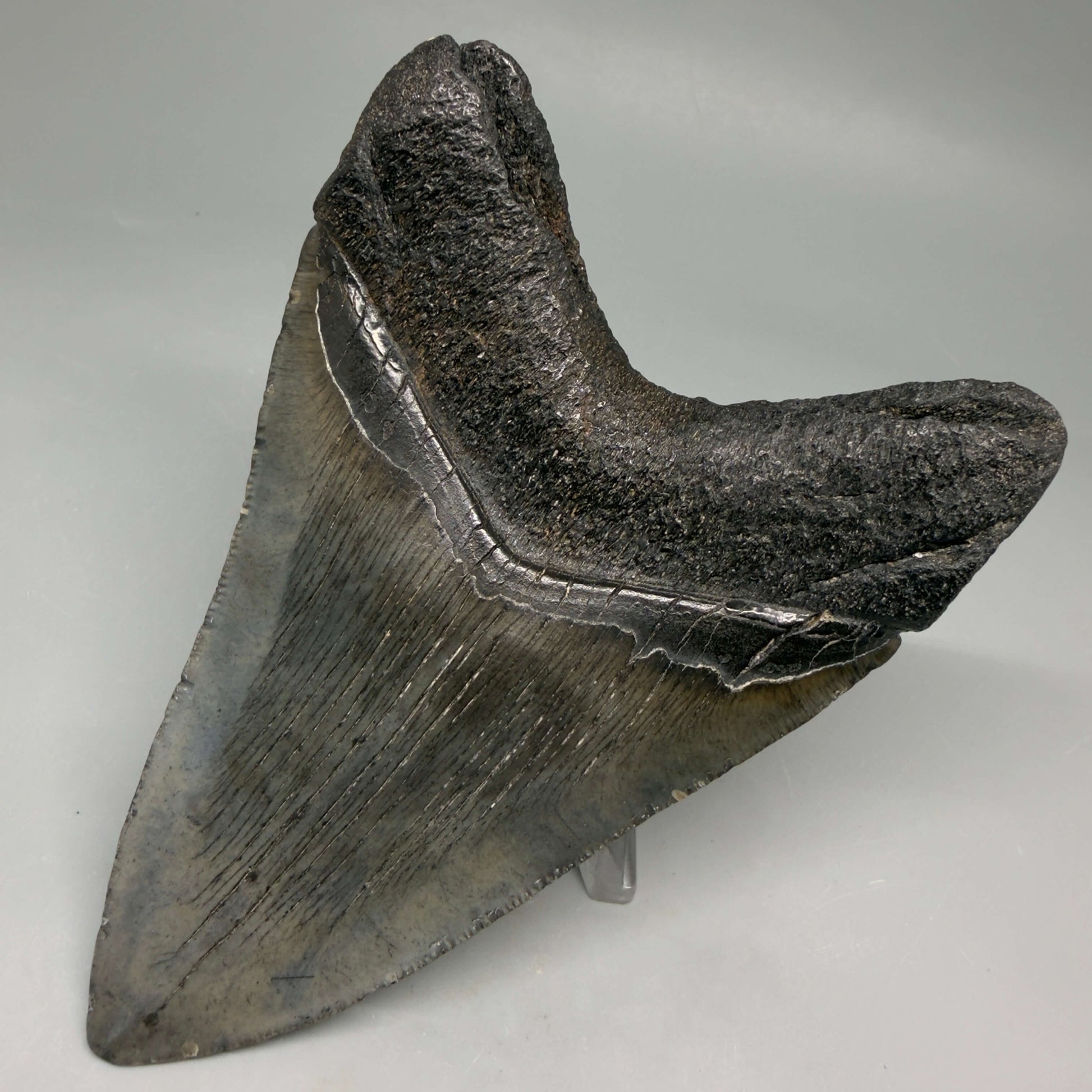Back Right View Authentic 4.72" Megalodon Tooth from South Carolina – Great Shape megalodonteeth.com CM6673