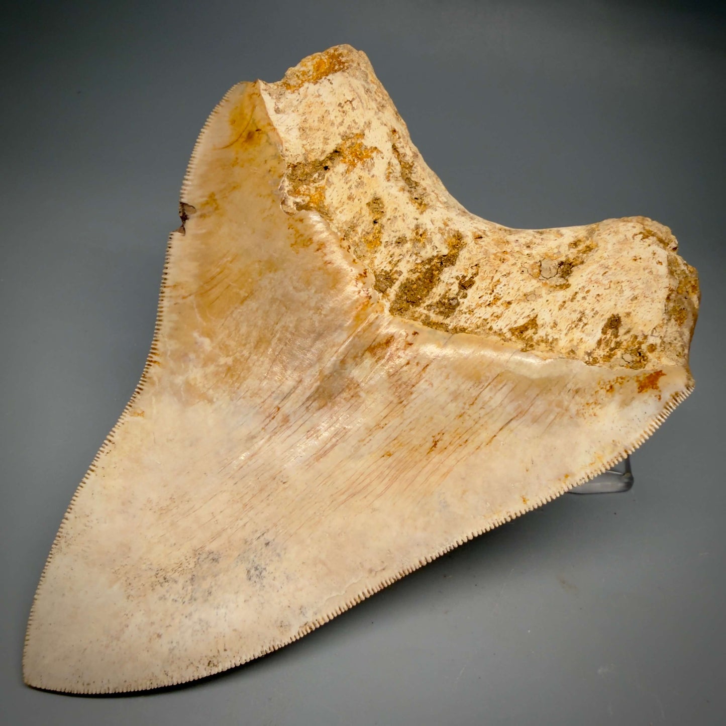 Back  Right View Authentic, Collector's Quality 5.11″ Light colors Megalodon Tooth – West Java Indonesia CM6424 