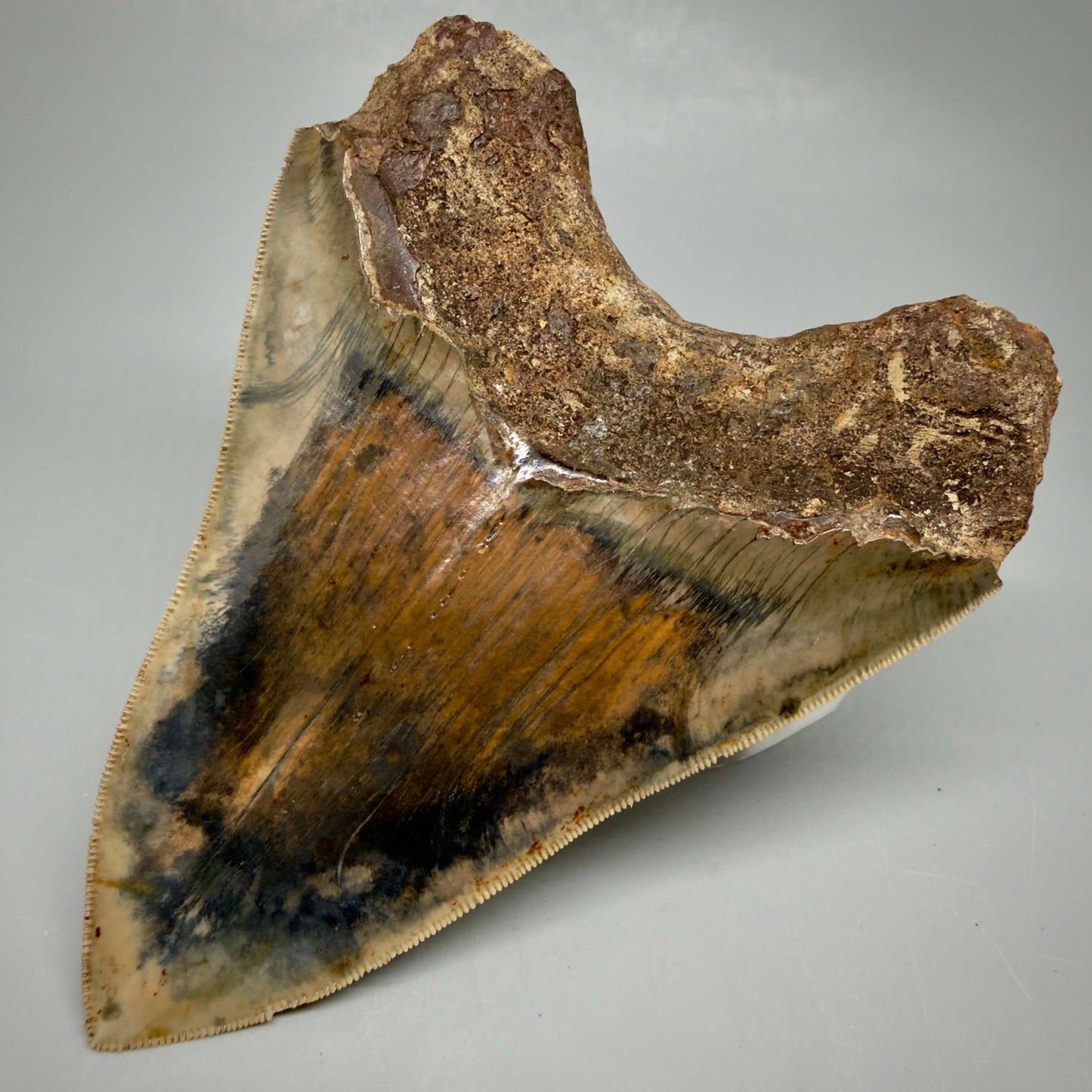 Back Right View Authentic, Collector's quality 5.25″ Colorful Megalodon Tooth – West Java Indonesia MJ181