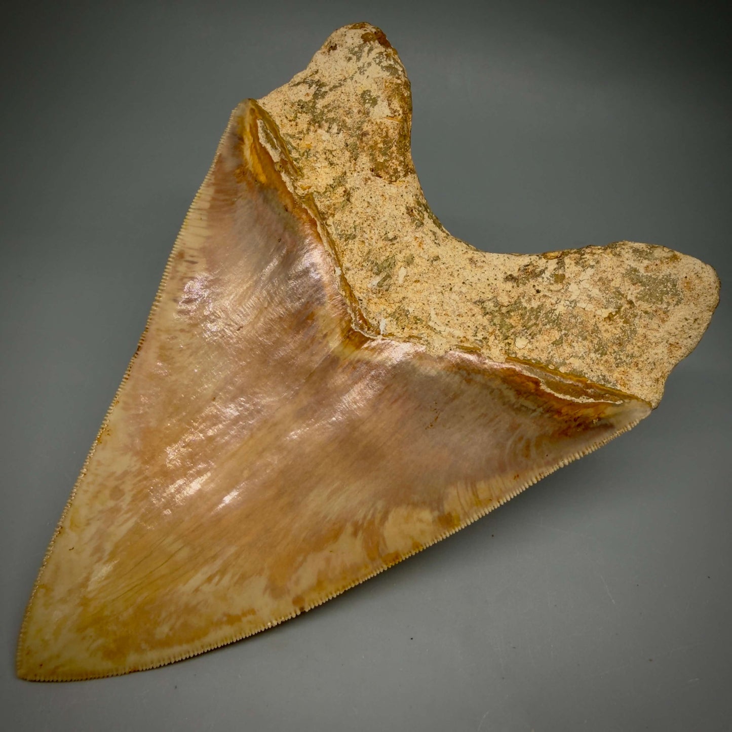 Back Right View Authentic, Collector's quality 5.83″ Colorful Megalodon Tooth – West Java Indonesia MJ183
