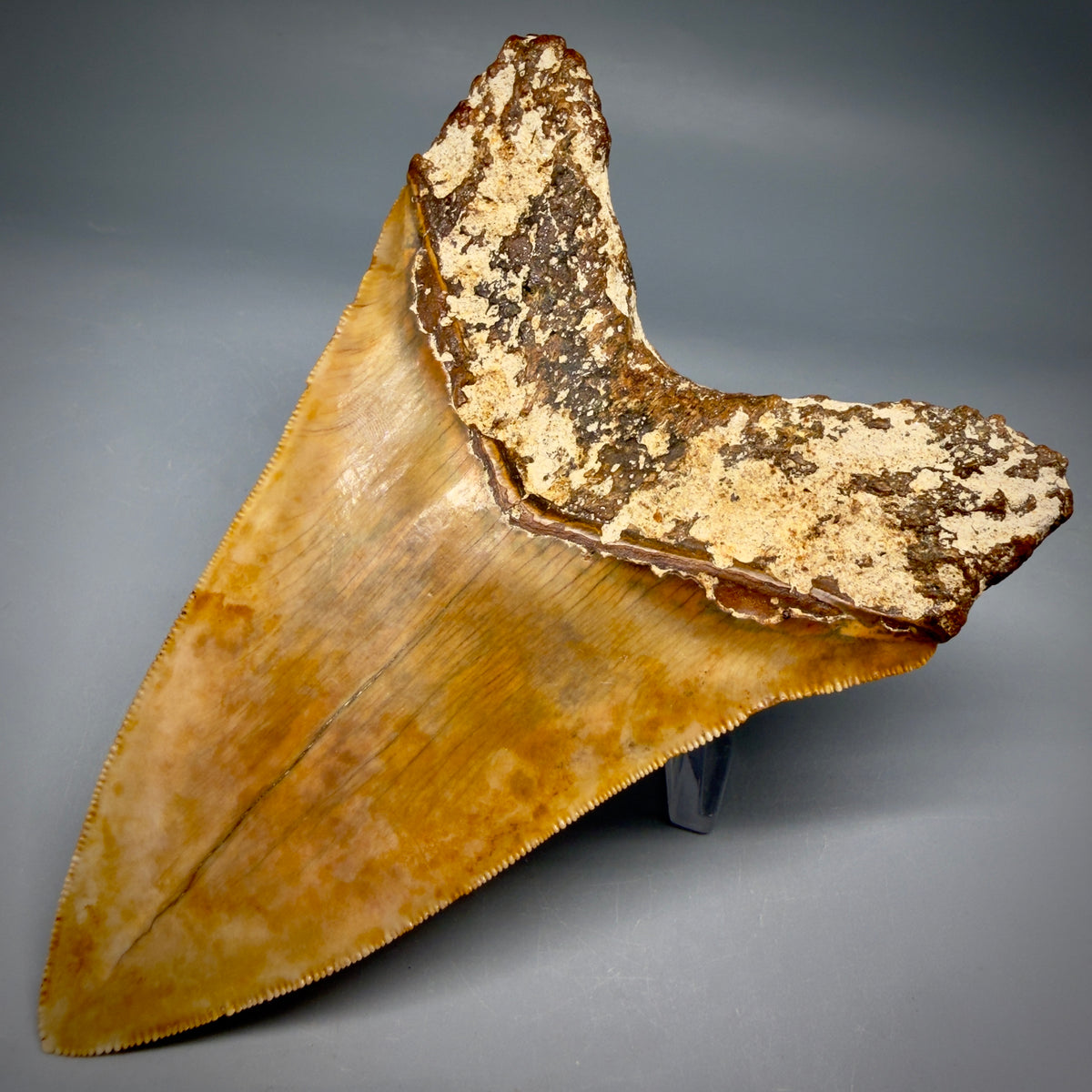 Back Right View Authentic, Collector's quality Lower 5.23″ Colorful Megalodon Tooth – West Java Indonesia megalodontooth.com CM6745 