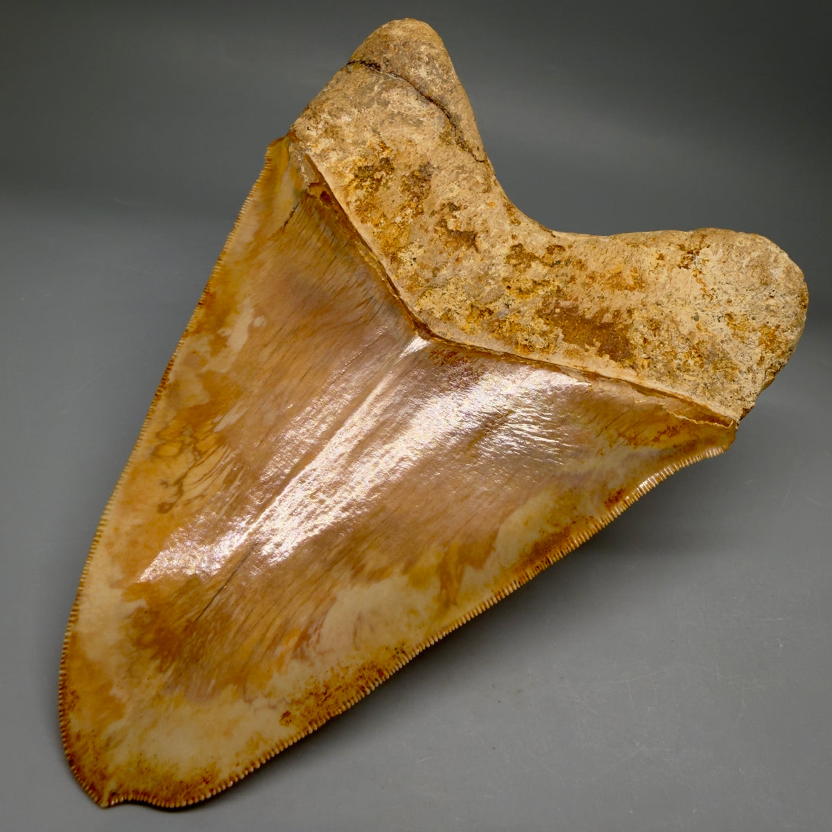 Back Right View Authentic, Collector's quality deformed 5.62″ Colorful Megalodon Tooth – West Java Indonesia megalodonteeth.com CM674