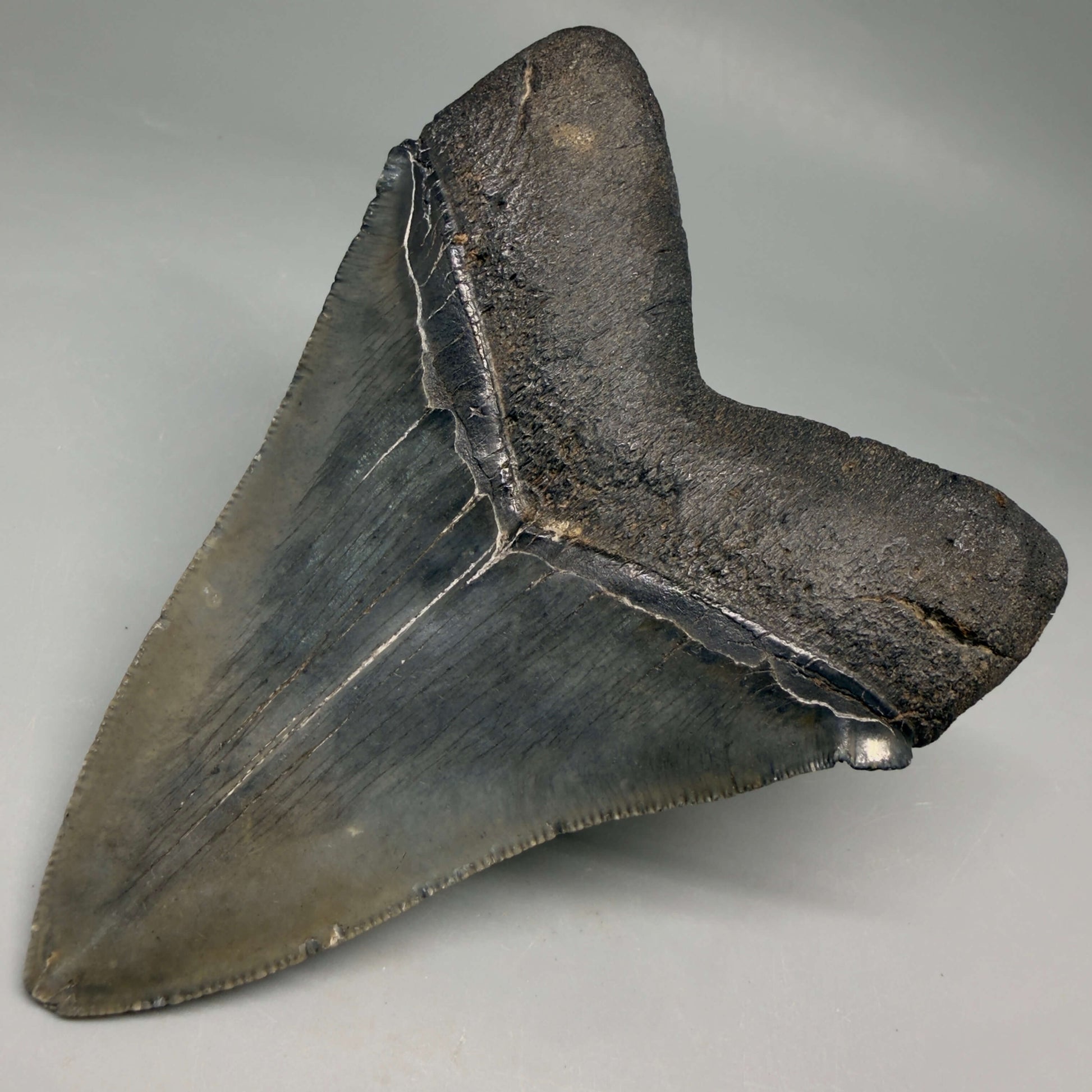 Back Right View Authentic Serrated 4.52" Megalodon Tooth from South Carolina – Great Shape CM66 72 megalodonteeth.com