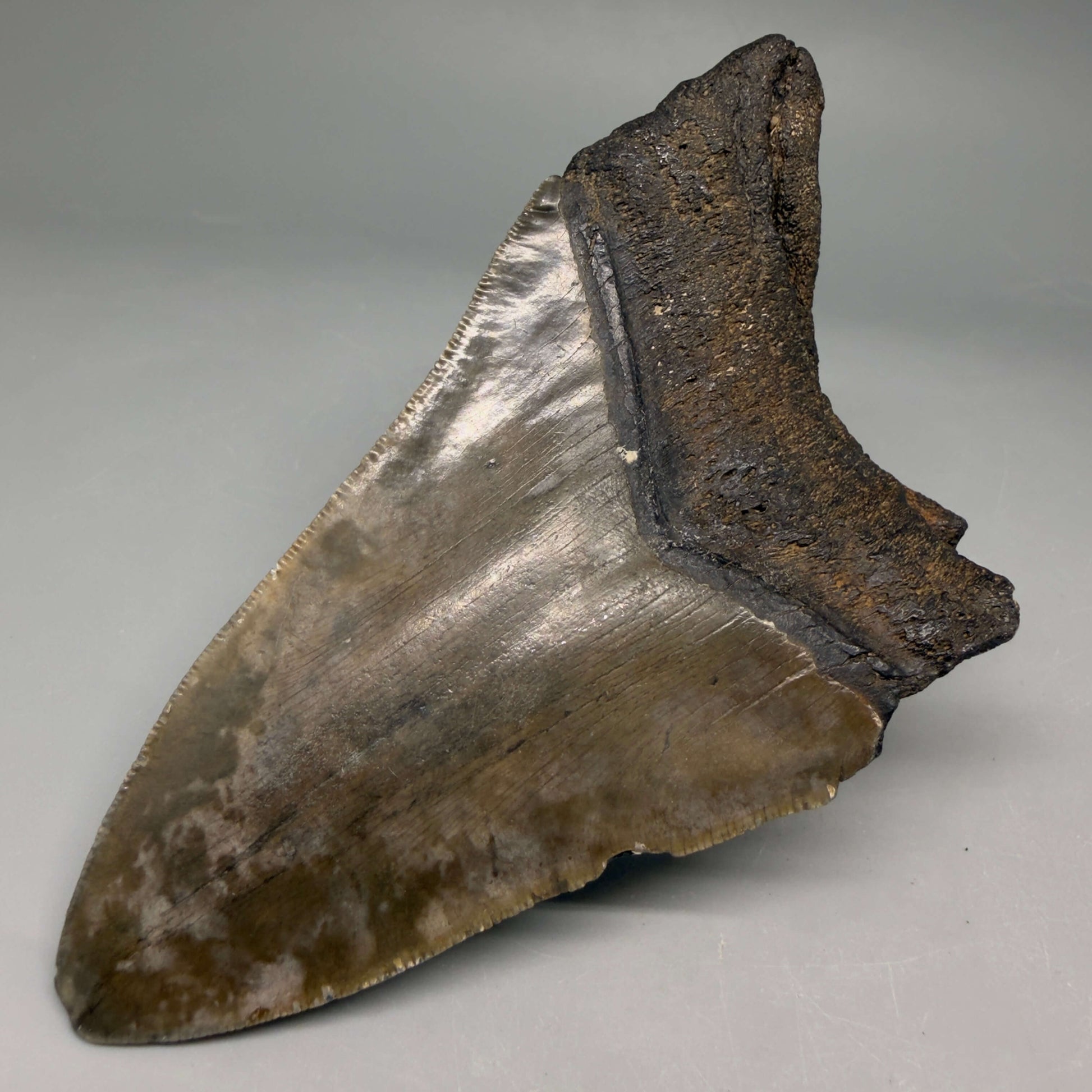 Back Right View Authentic lower 4.75" Megalodon Tooth from South Carolina – Great Shape megalodonteeth.com CM6669