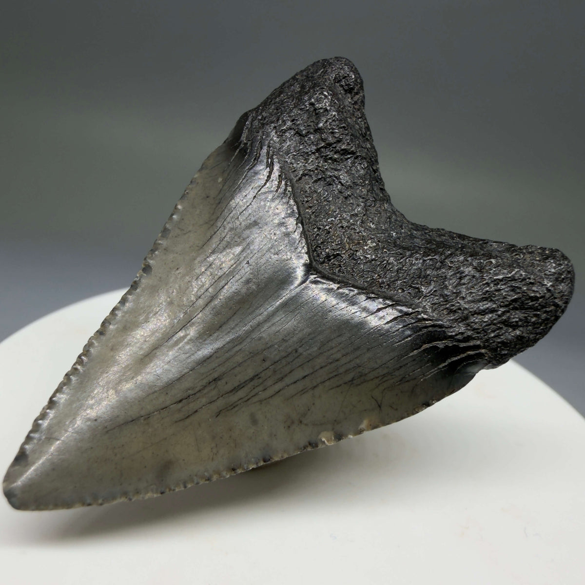 Back Right View Baby, colorful 1.78" Juvenile Fossil Megalodon Tooth – South Carolina River Find | Authentic megalodonteeth.com CM6778