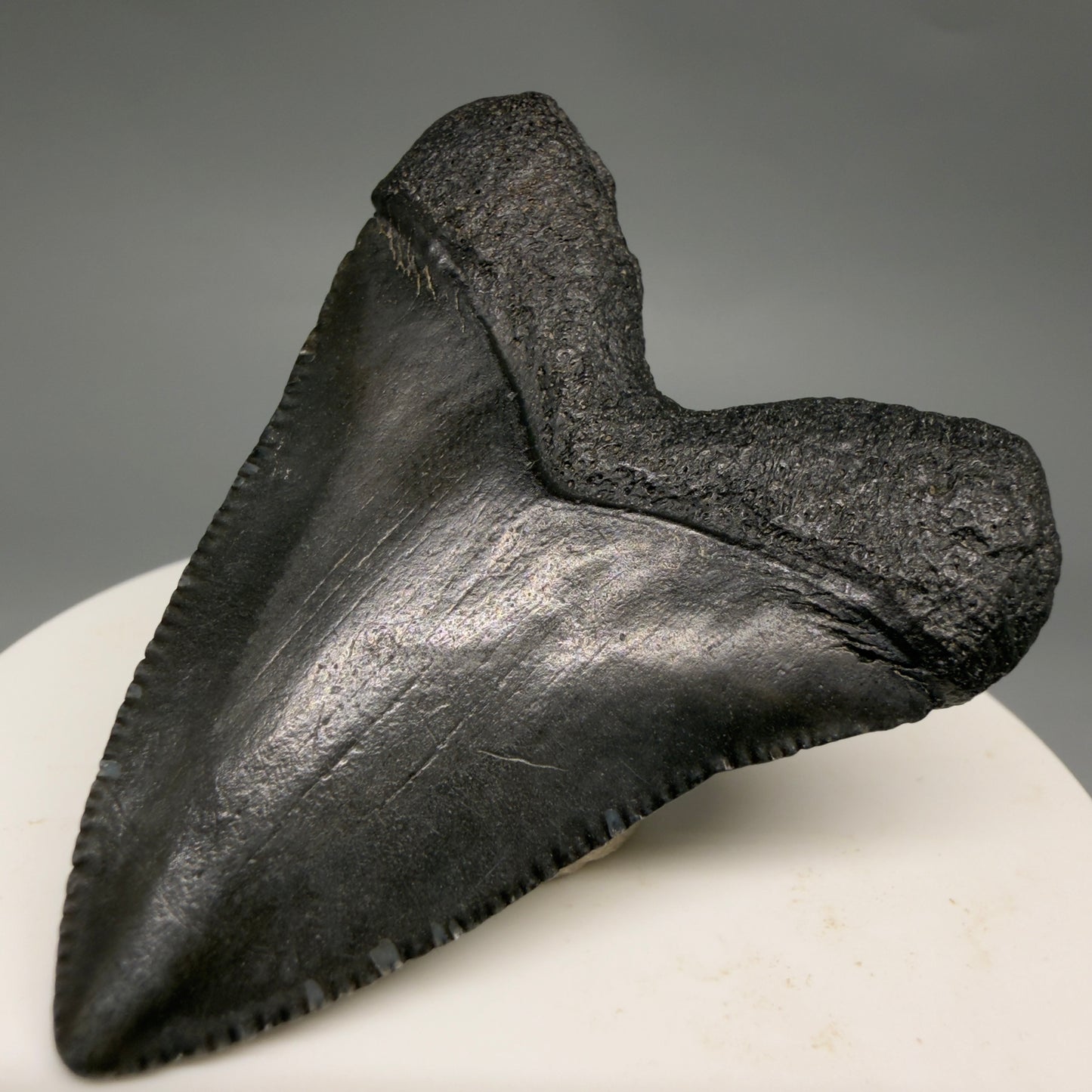 Back Right View Baby, colorful 2.13" Juvenile Fossil Megalodon Tooth – South Carolina River Find | Authentic megalodonteeth.com CM6548