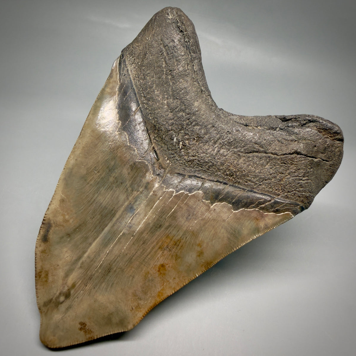 Back Right View Beautiful, Deformed, serrated 5.56" Fossil Megalodon Tooth - South Carolina megalodonteeth.com CM6600