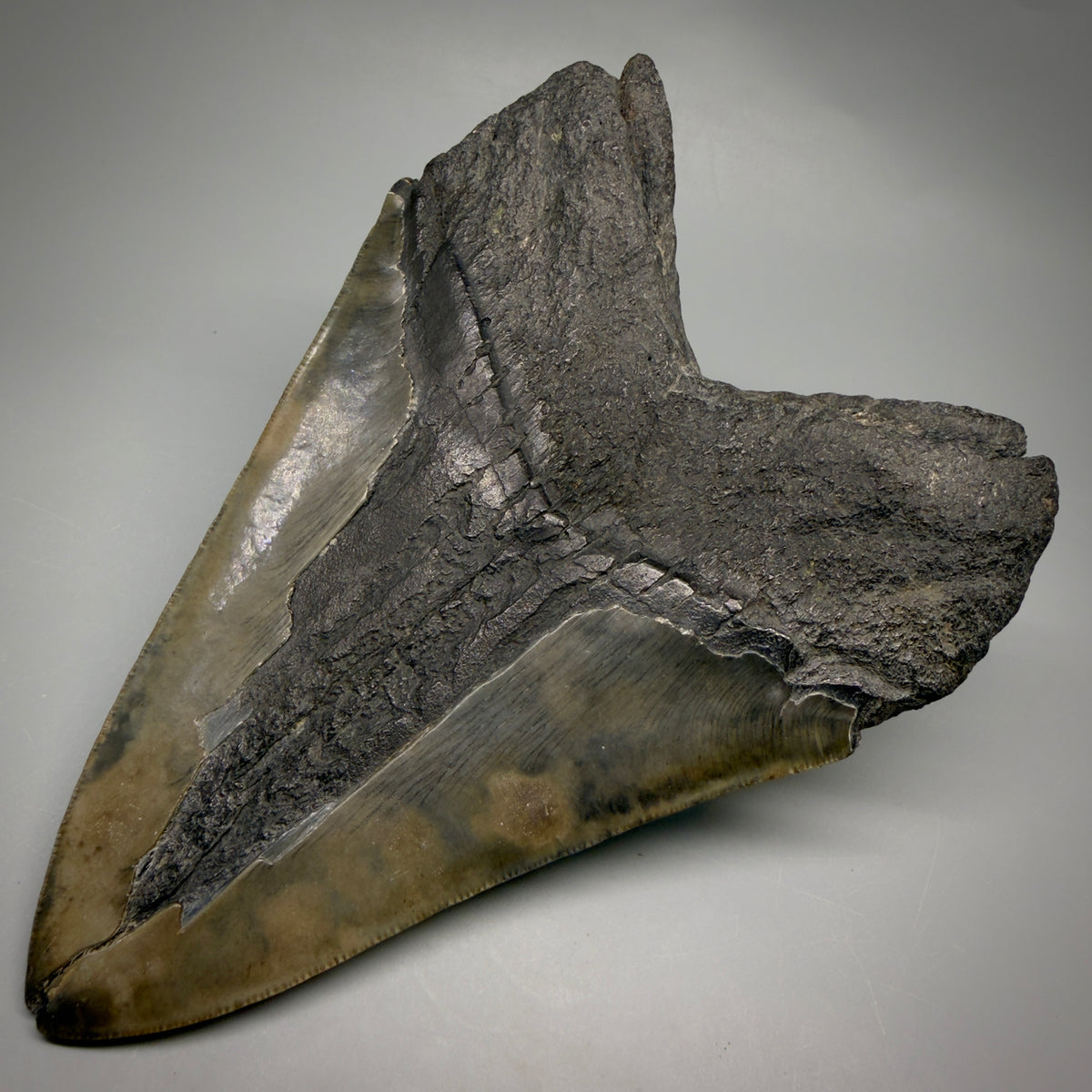 Back Right View Beautiful, Large 5.98" Fossil Megalodon Tooth - South Carolina megalodonteeth.com CM6602