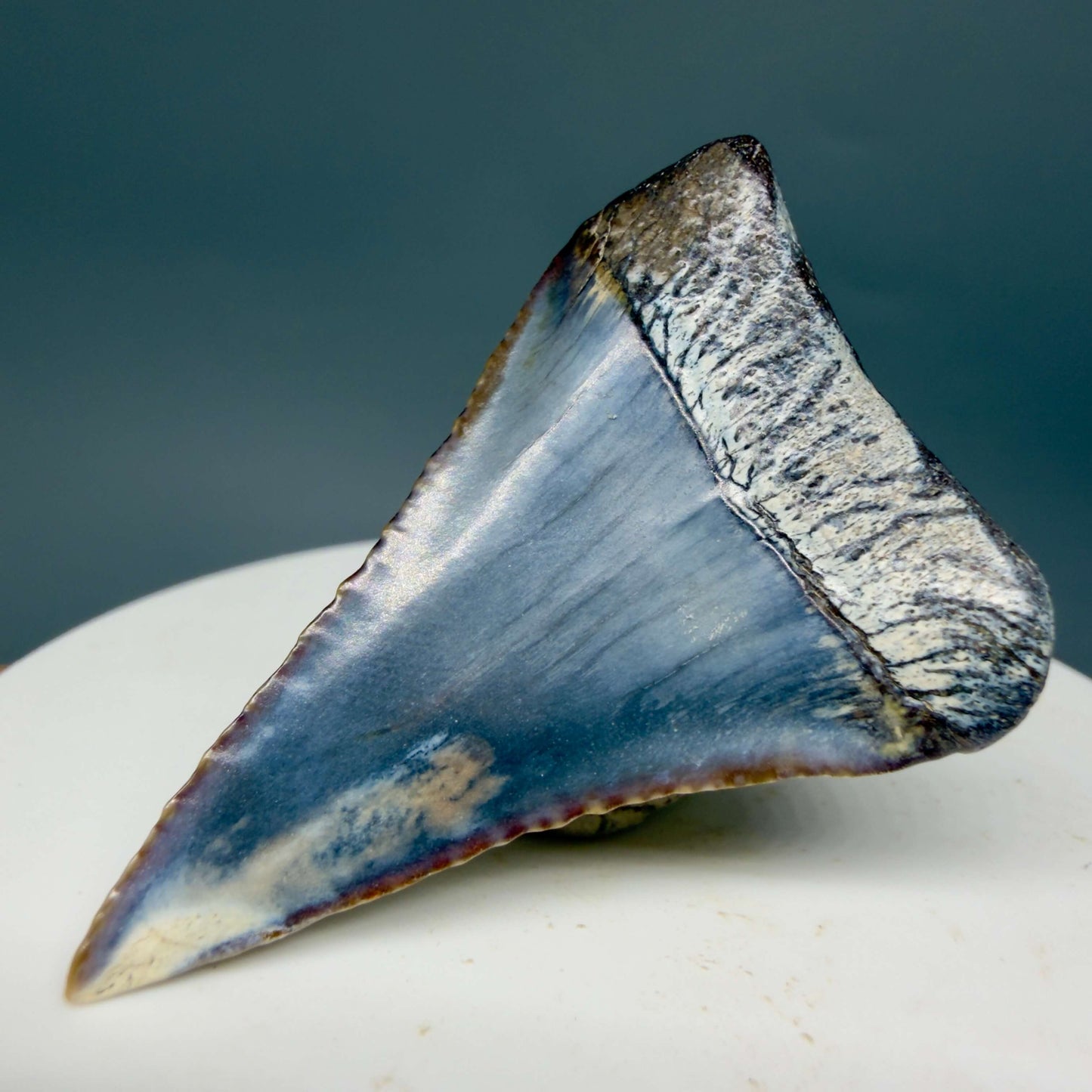 Back Right View Beautiful, colorful 1.79" long Fossil Great White Tooth from the deserts of Peru GW1359