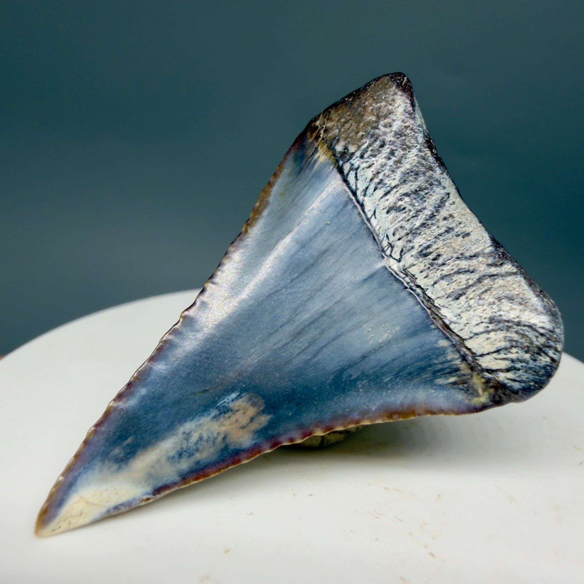 Back Right View Beautiful, colorful 1.79" long Fossil Great White Tooth from the deserts of Peru GW1359
