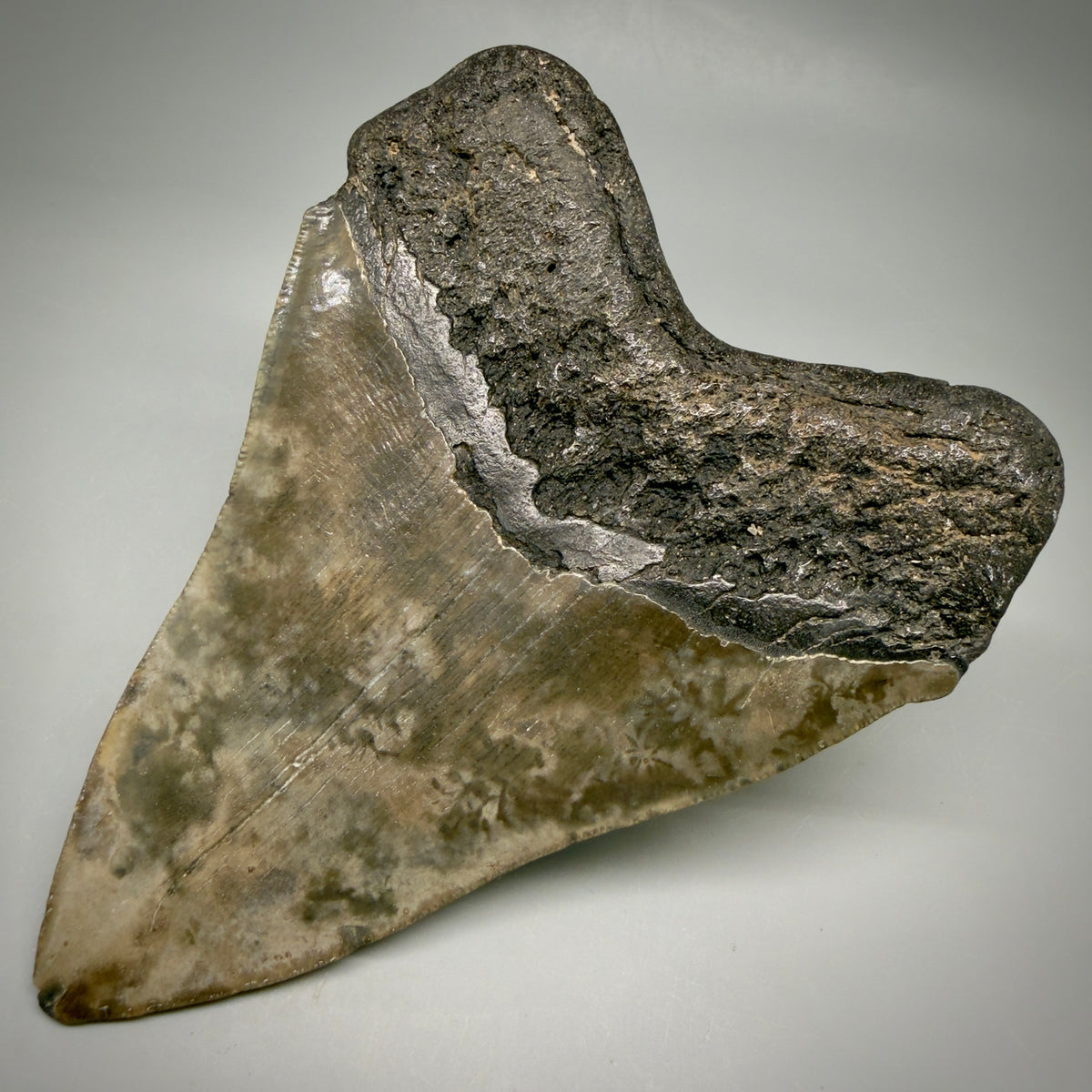 Back Right View Beautiful, heart-shaped 5.12" Fossil Megalodon Tooth - South Carolina megalodonteeth.com CM6597