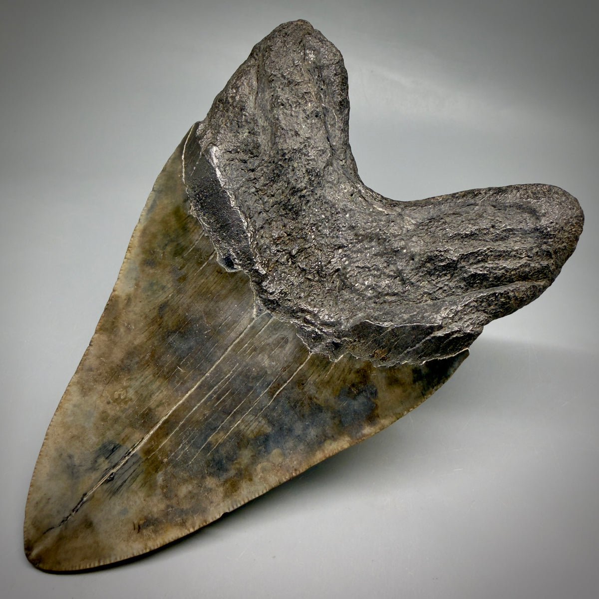 Back Right View Beautiful, heart-shaped 5.58" Fossil Megalodon Tooth - South Carolina megalodonteeth.com CM6599