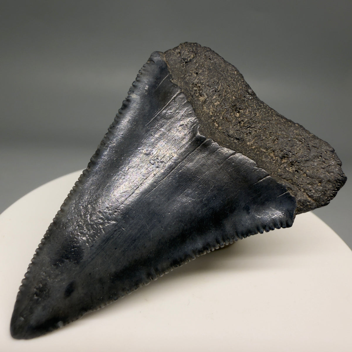 Back Right View Beautiful, serrated 2.13" Fossil Great White Shark Tooth - South Carolina megalodonteeth.com GW1388