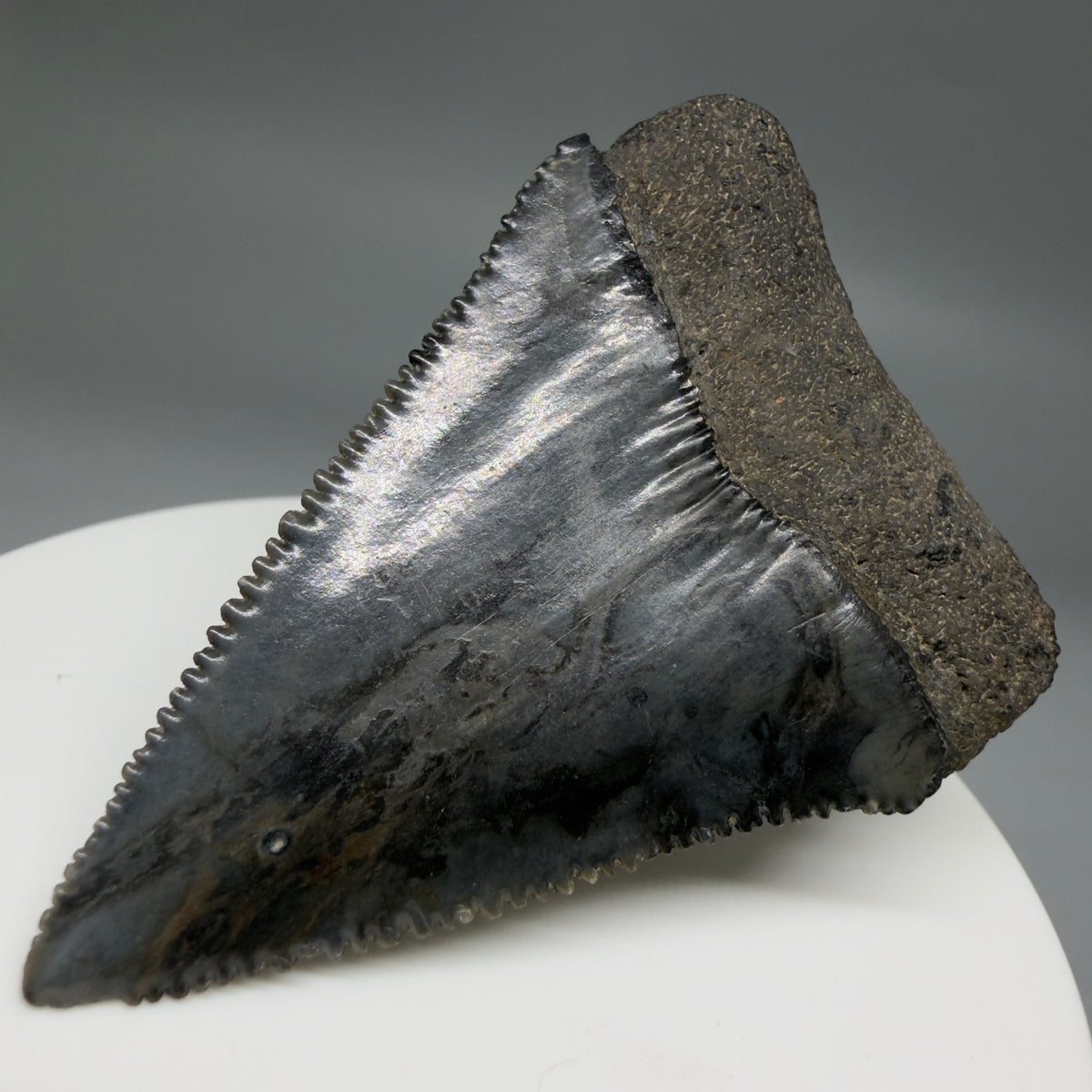 Back Right View Beautiful, serrated 2.22" Fossil Great White Shark Tooth - South Carolina megalodonteeth.com GW1390